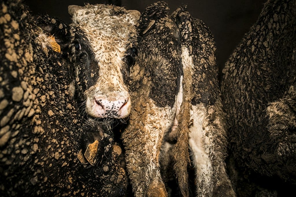 End Live Animal Exports