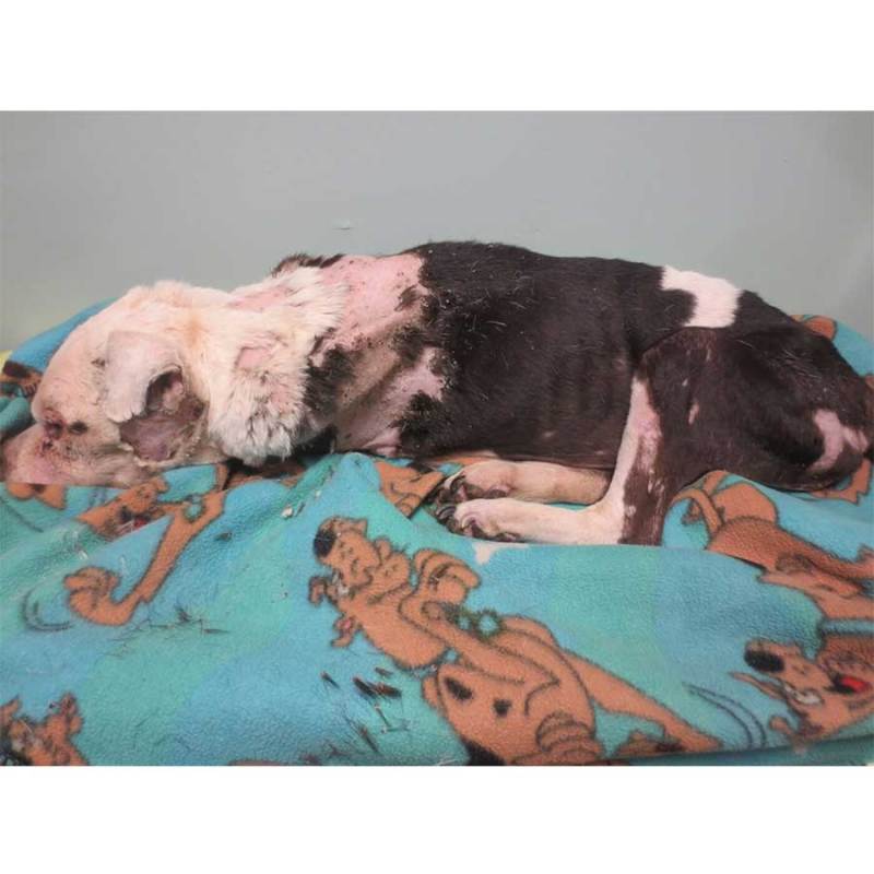 for dogs like Kya, PETA euthanizes