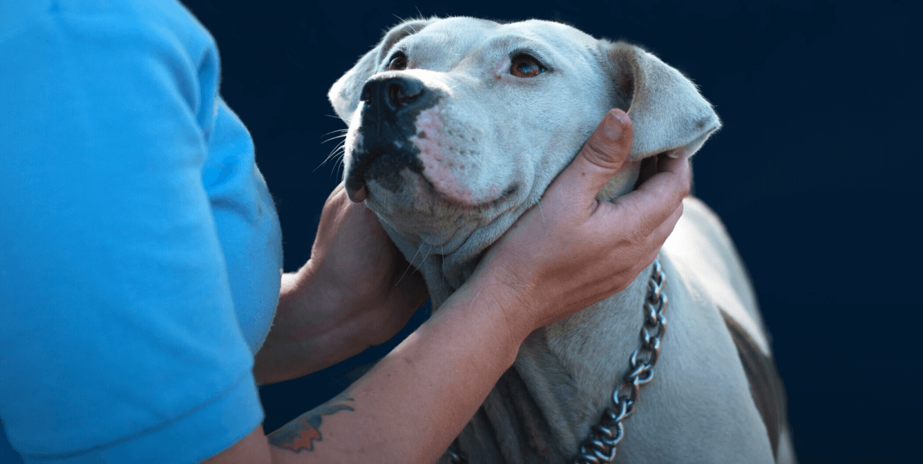 Curious about "PETA and euthanasia"? Watch "Breaking the Chain."