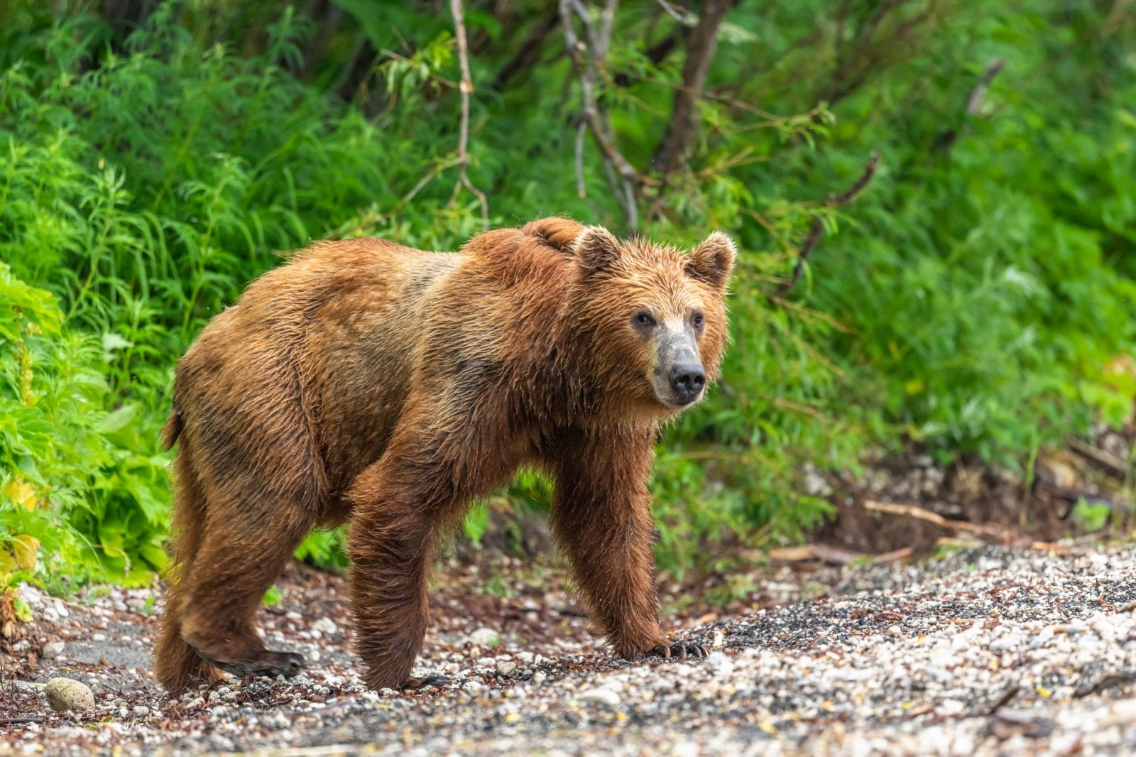 Brown bear walking on rocks