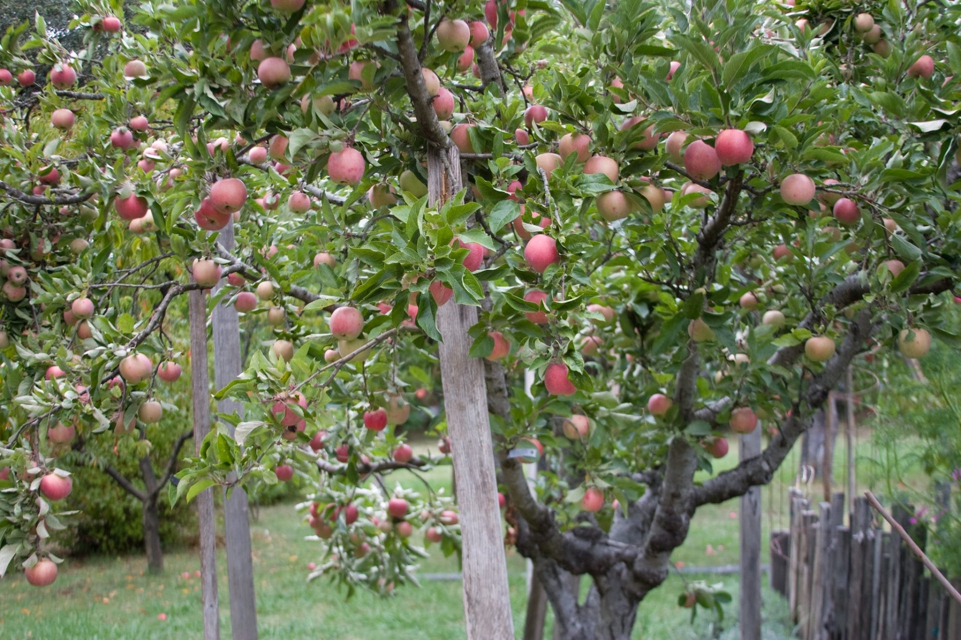 fruit tree
