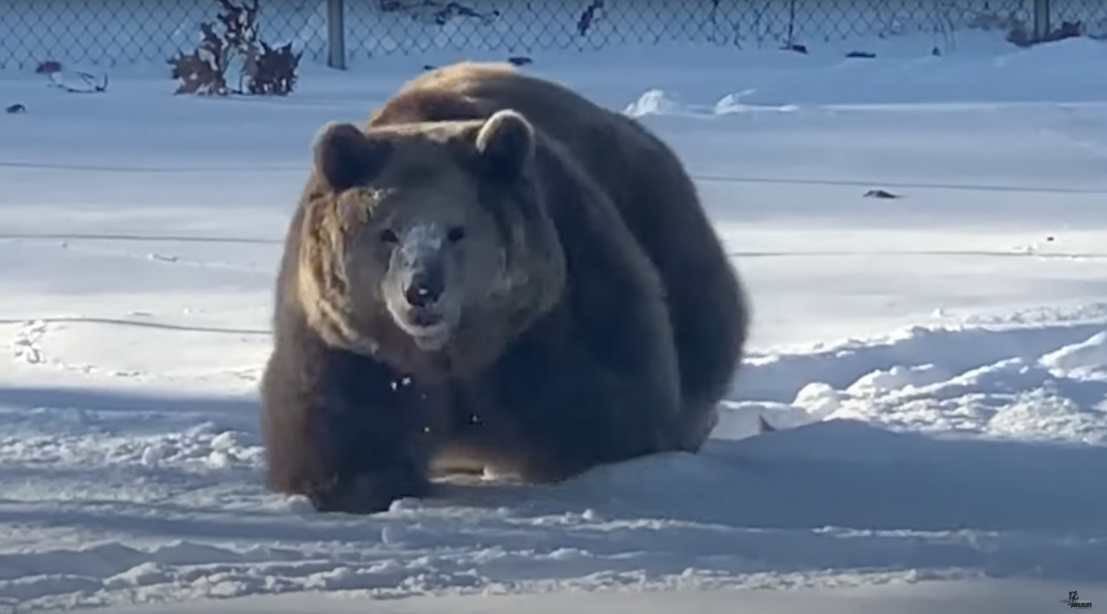 Jenny the bear