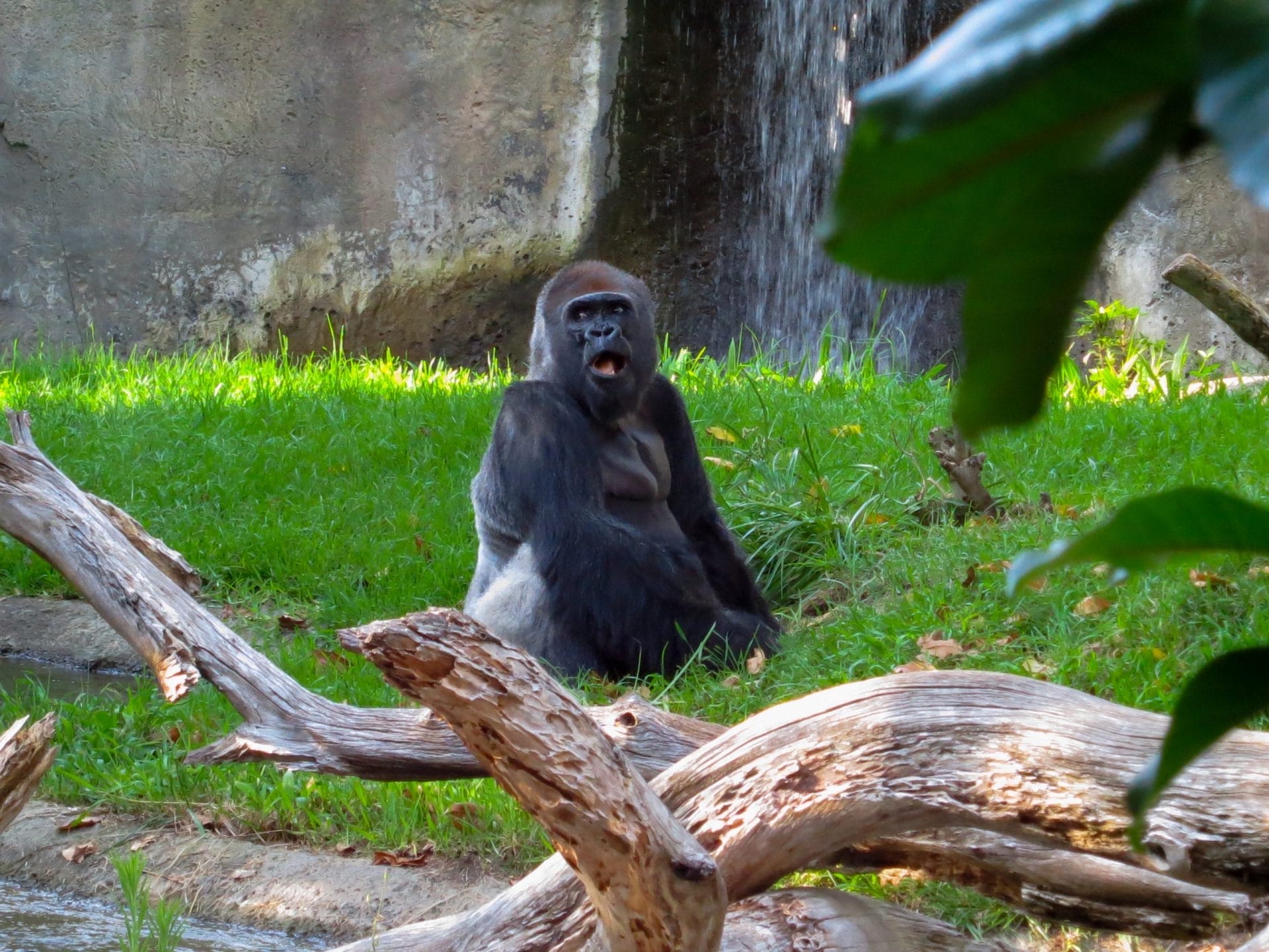 Gorilla