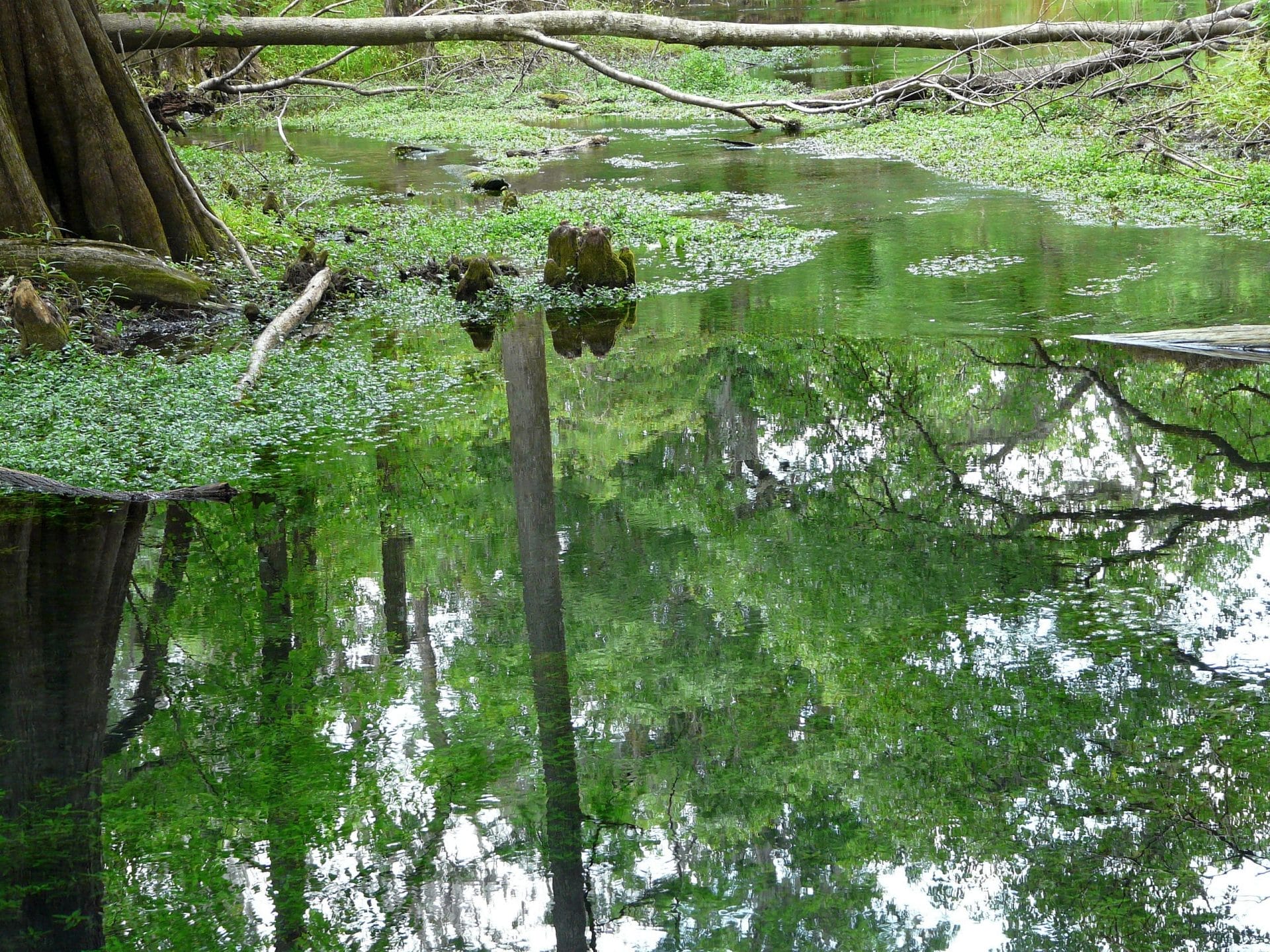 Florida Swamp