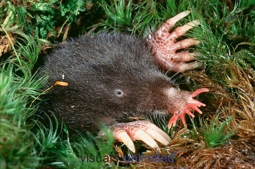 mole