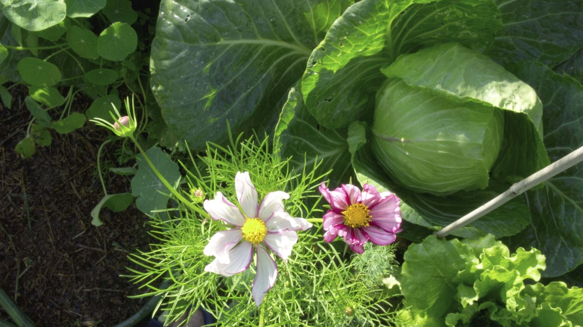 garden