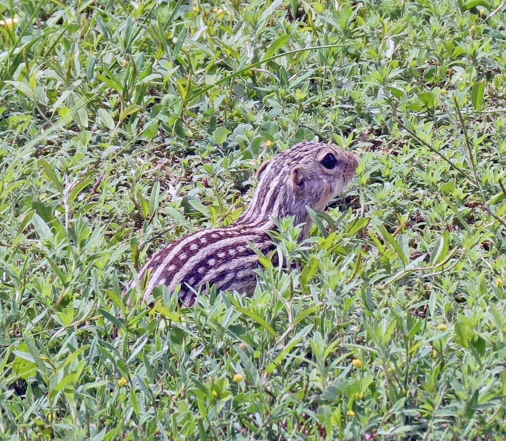 gopher