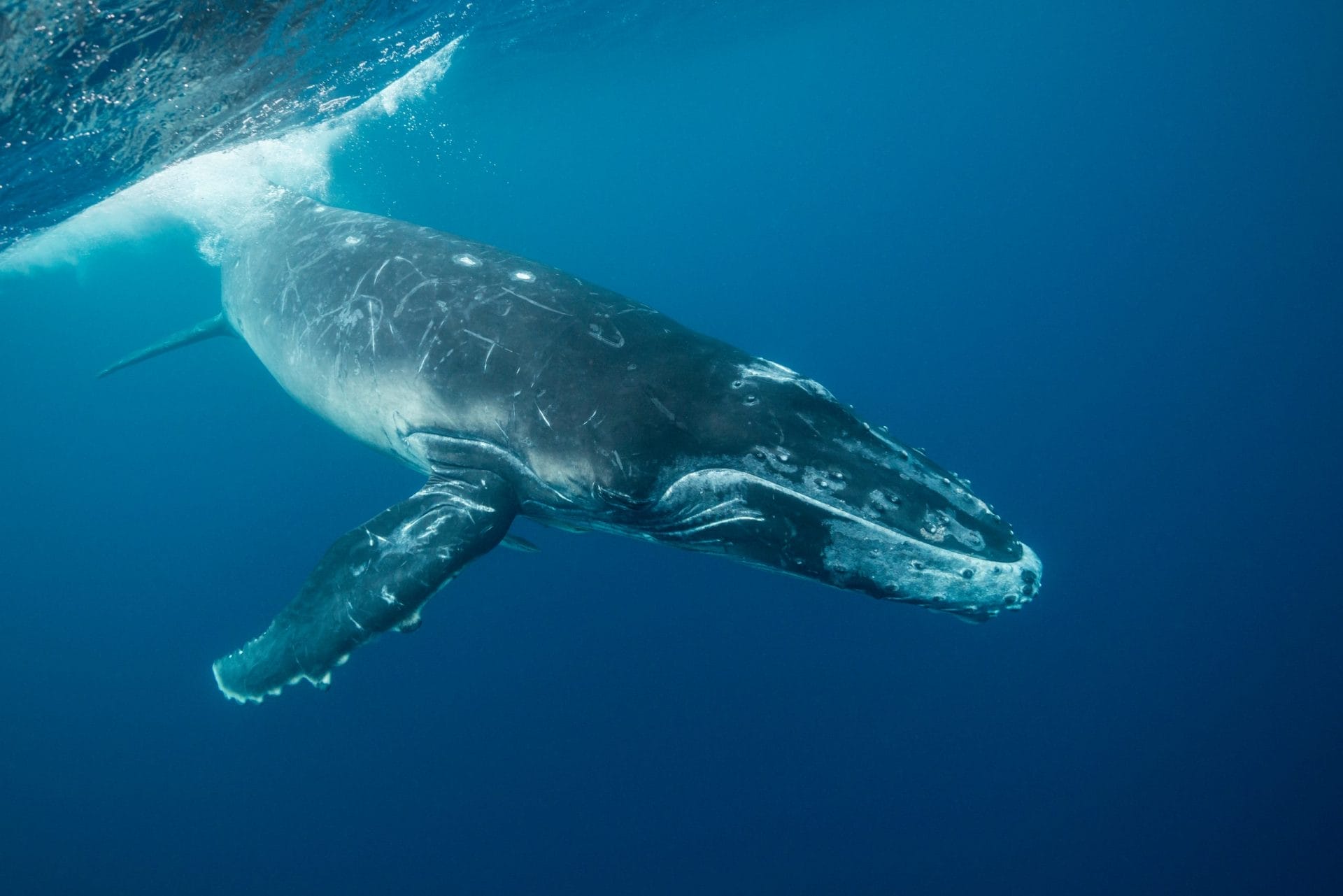 Whale