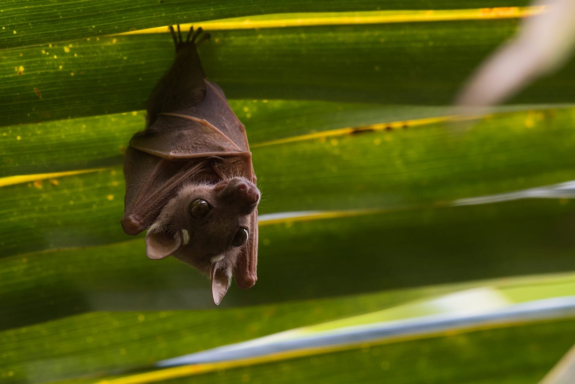 bats are cute