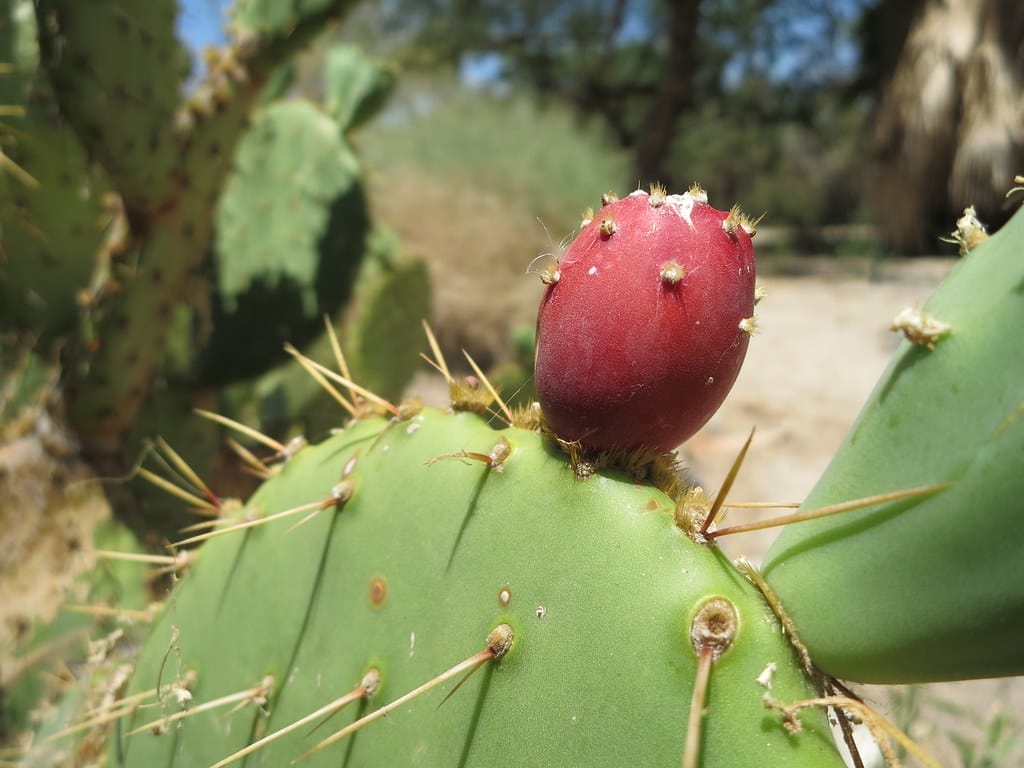 prickly pear