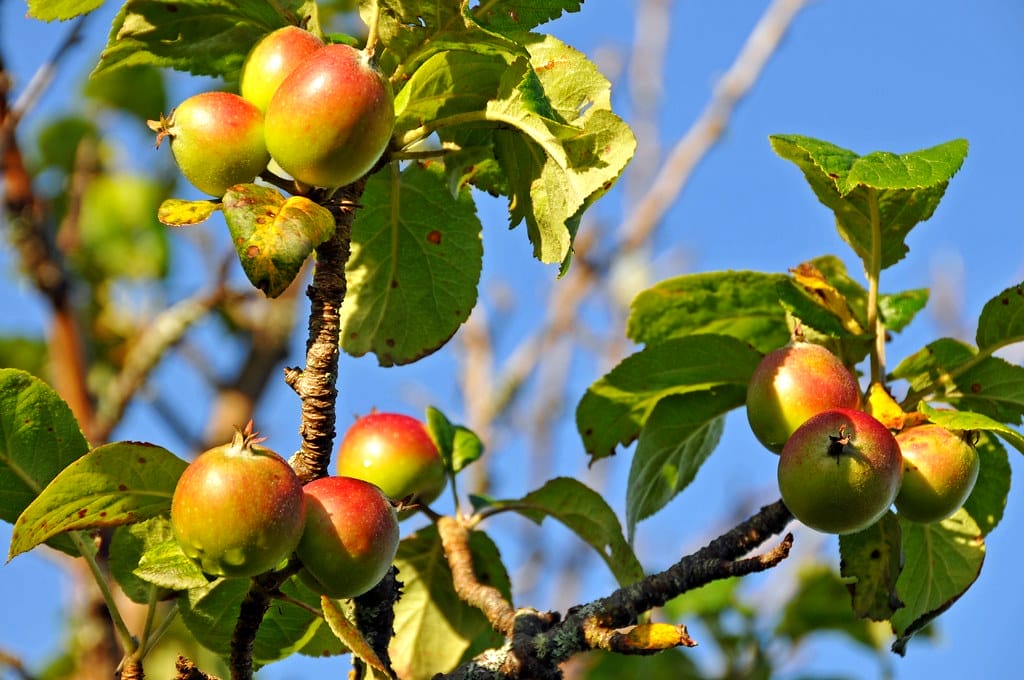 crabapple
