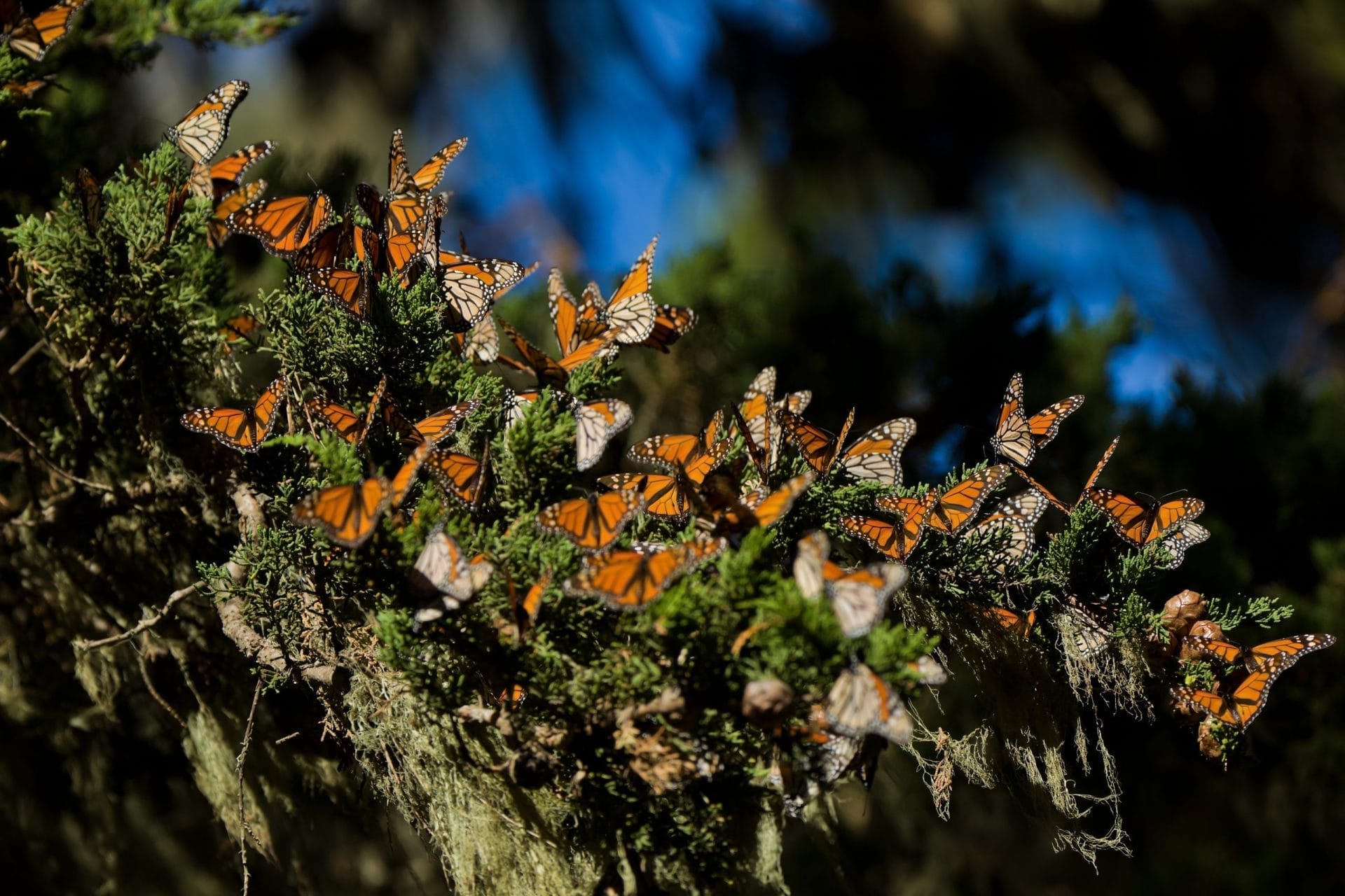 Butterflies