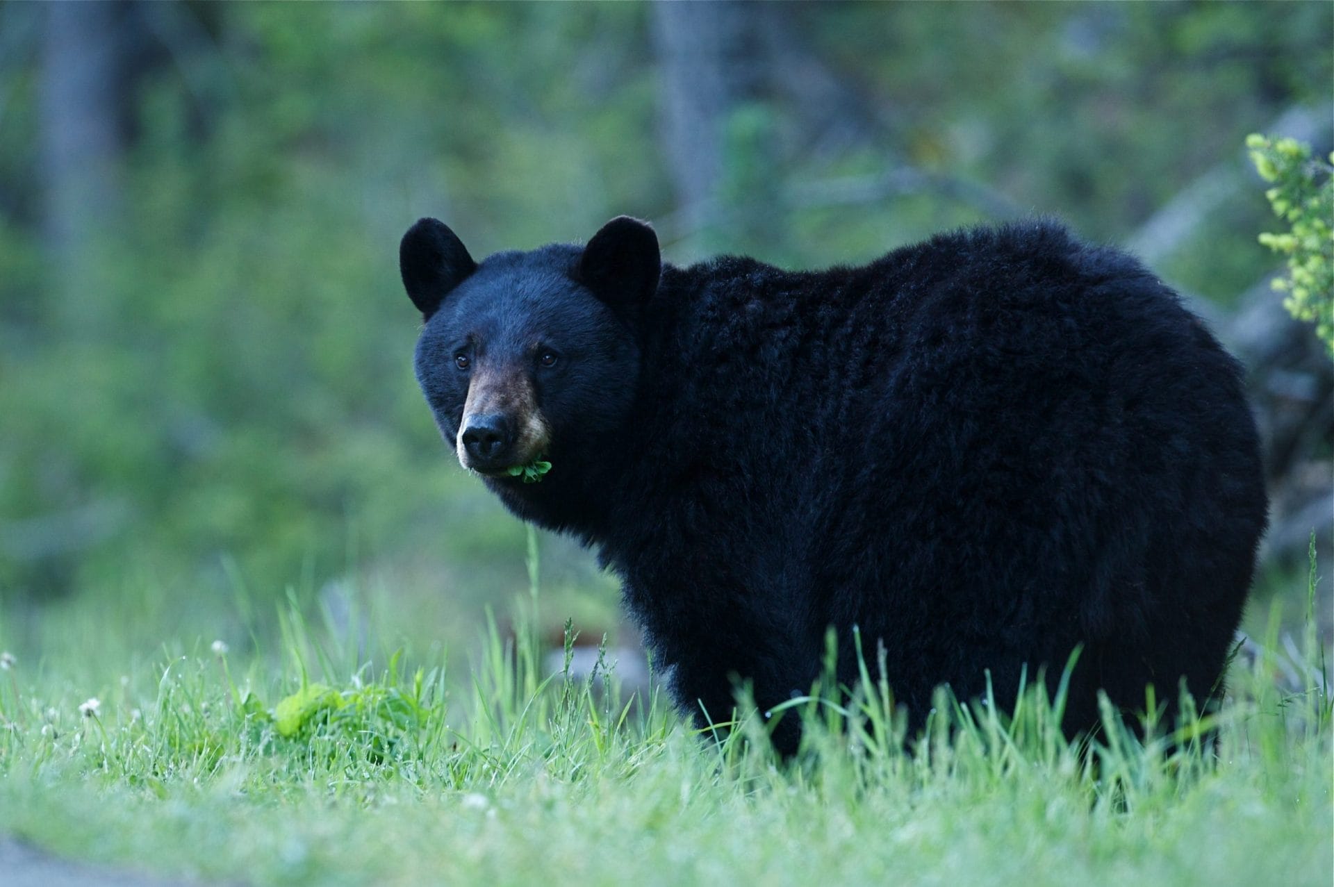 bear in nature