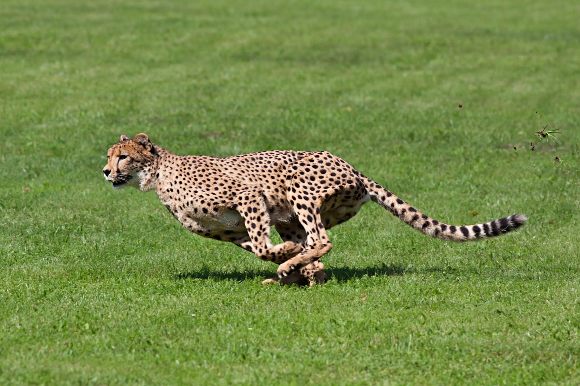 Cheetah