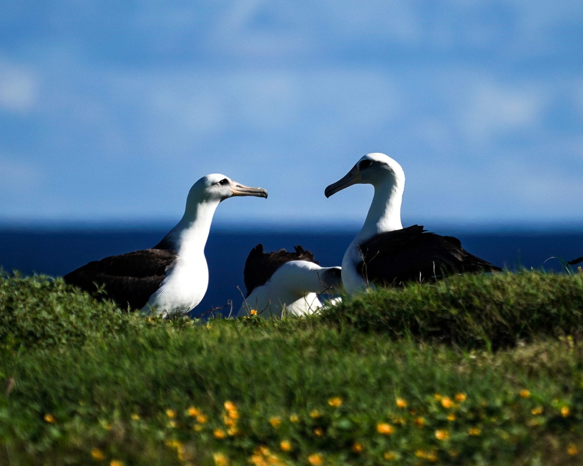 A pair of Laysan Albatross