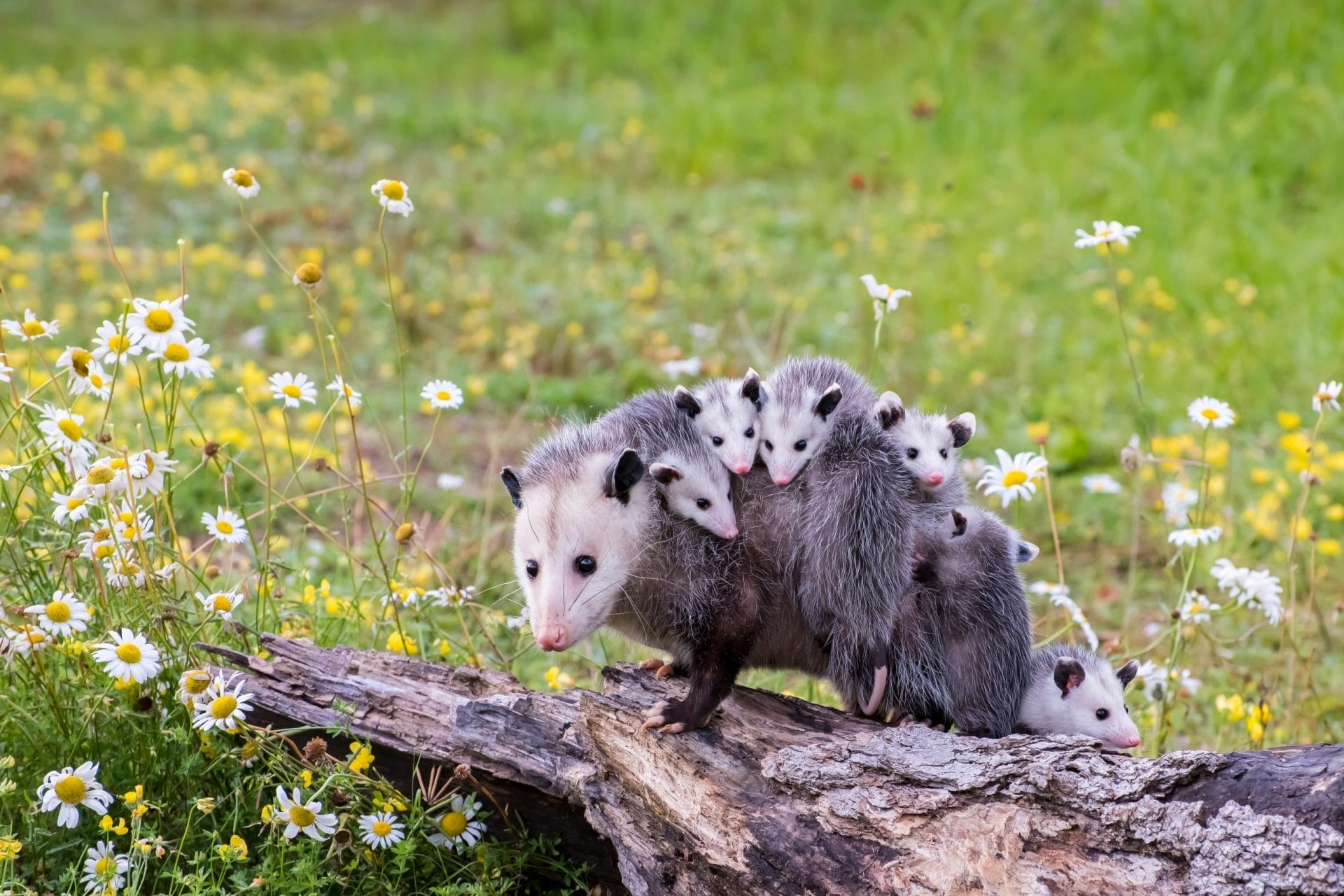 opossums