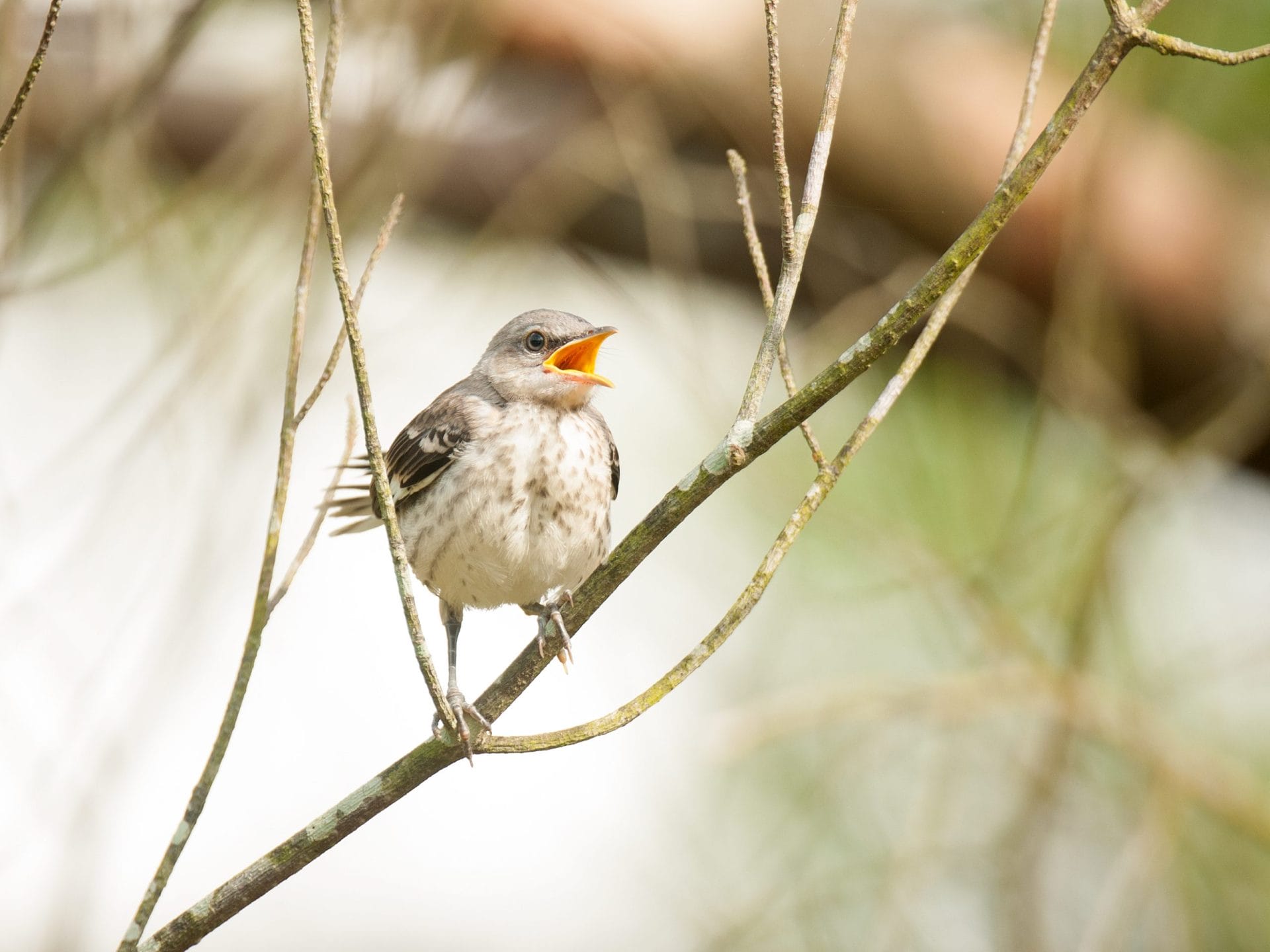 fledgling