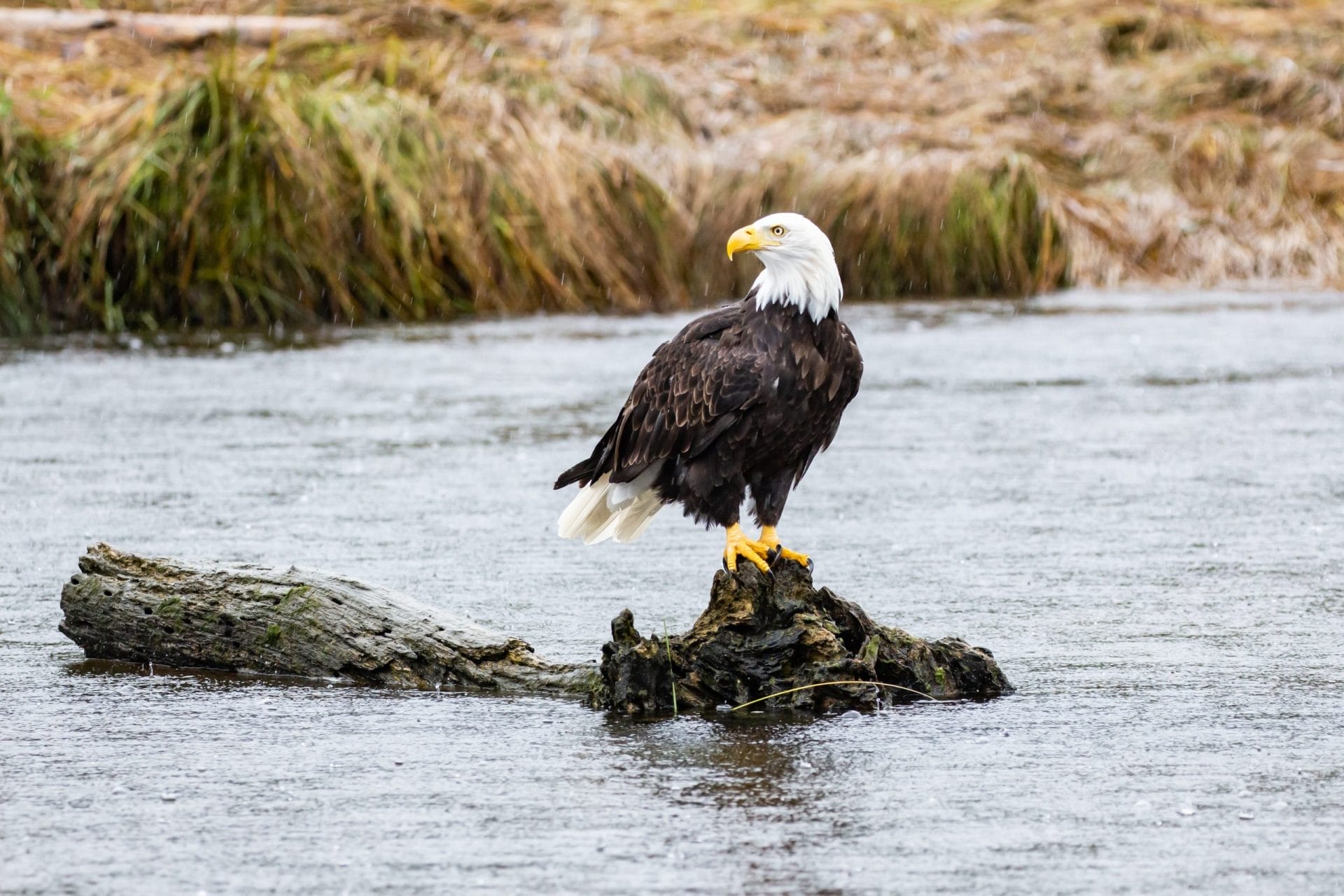 Bald Eagle