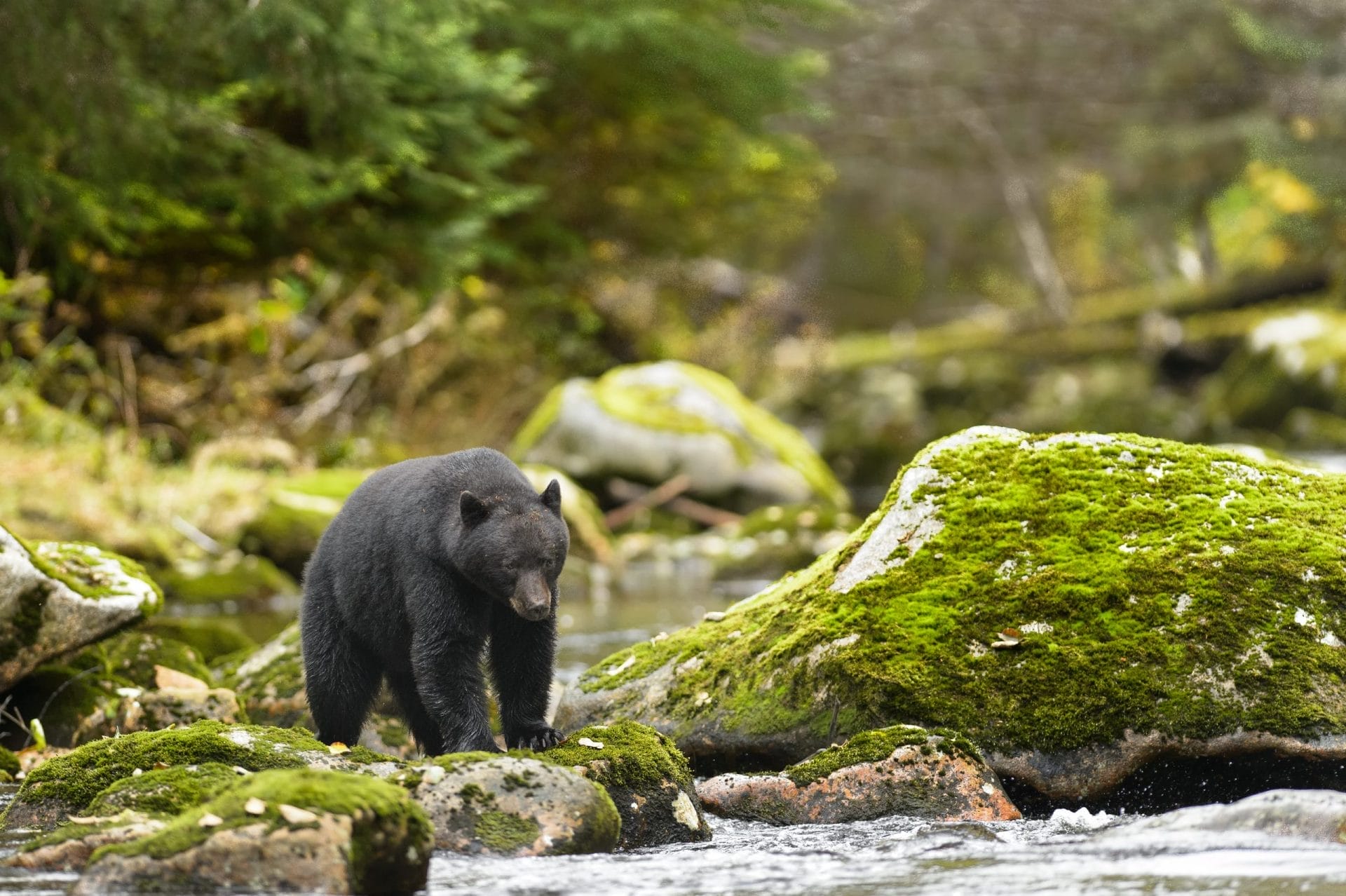 Black bear