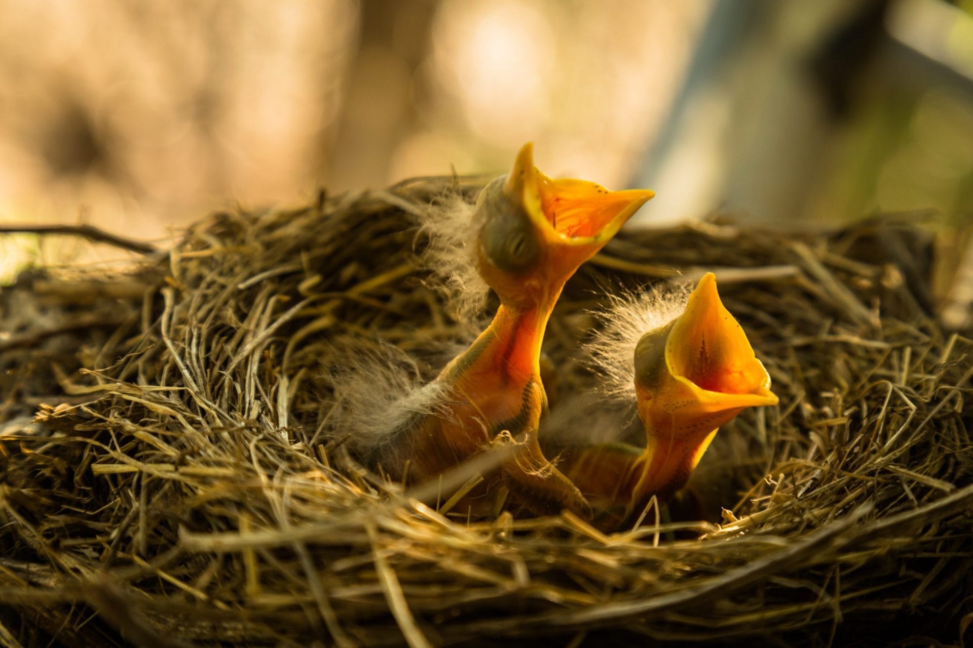 Nestling birds.