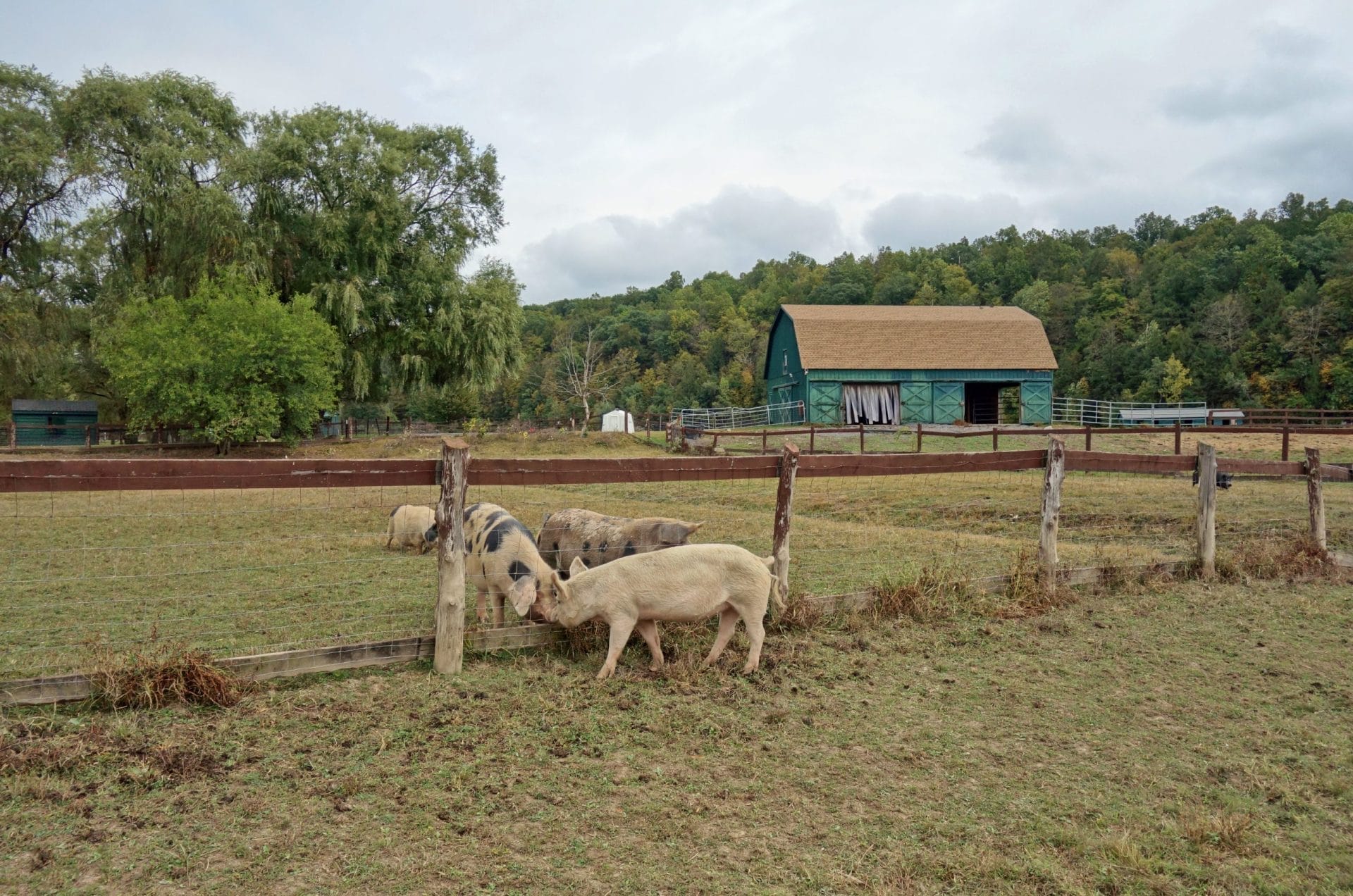 catskills animal sanctuary