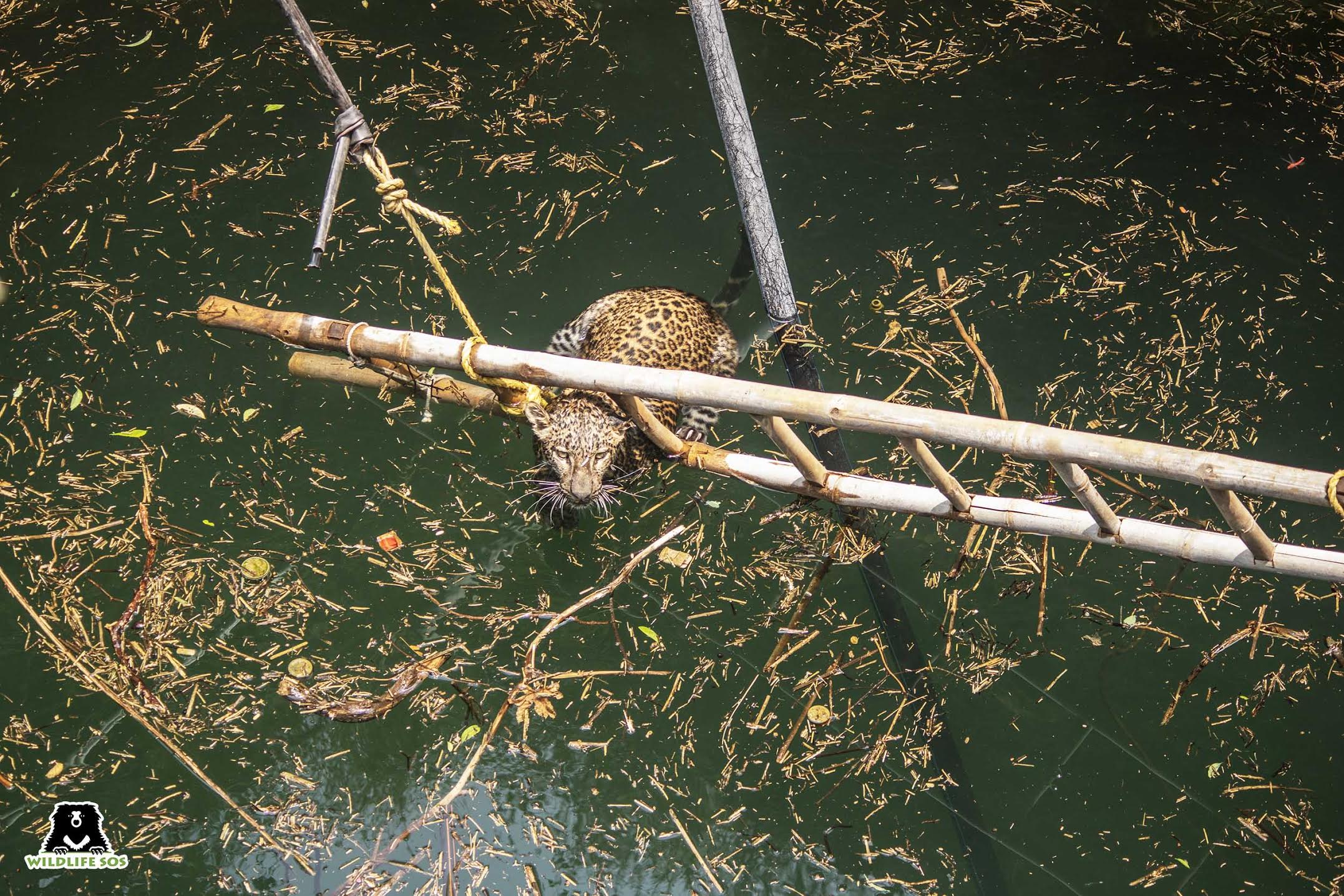 leopard in well