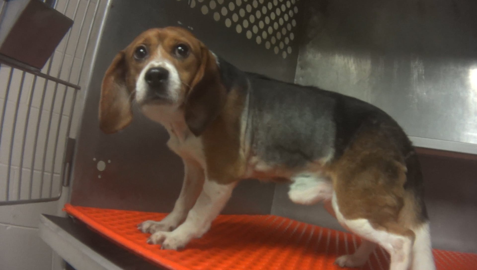 Undercover investigation into Charles River Laboratories - Mattawan, MI. This is one of twenty-one beagles killed in a test of two substances that have been on the market for years. The two drugs were infused into the beagles' lung areas after they were surgically opened to expose the area. The study was sponsored by Paredox Therapeutics of Manchester, NH - a University of Vermont startup company.
