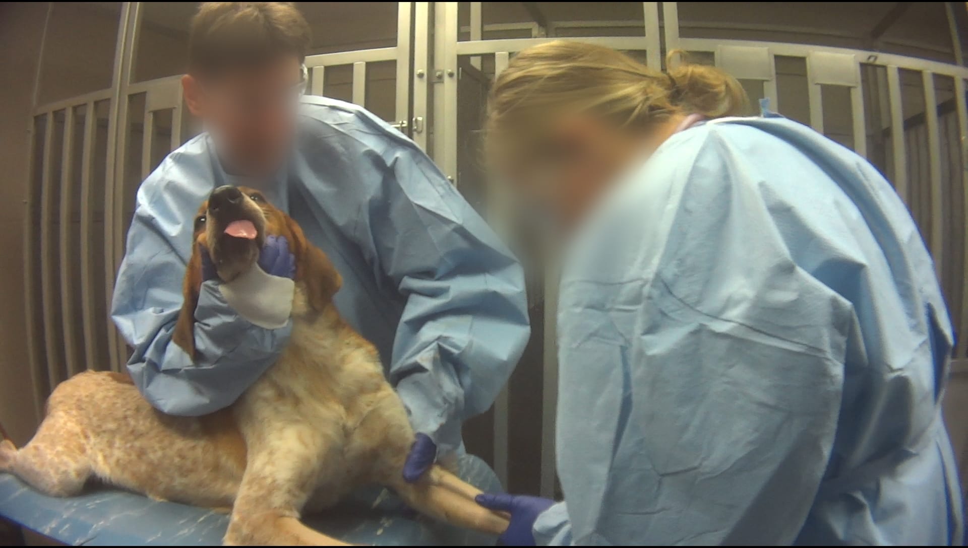 Undercover investigation into Charles River Laboratories - Mattawan, MI. A hound used in an experiment sponsored by Above and Beyond NB, LLC is euthanized.