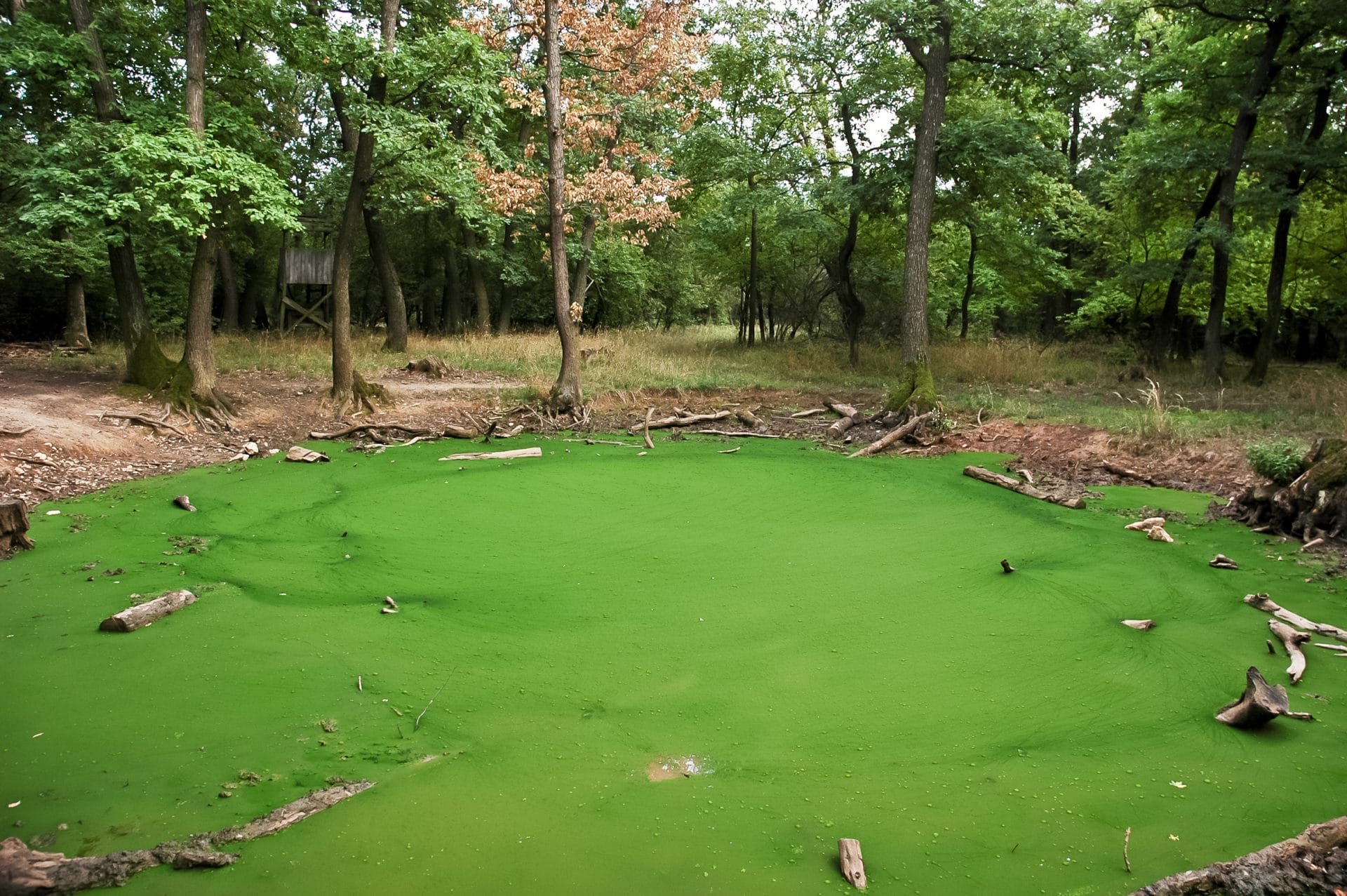 Algae