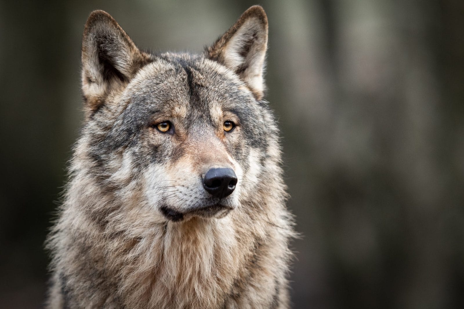 portrait of a grey wolf looking into distance