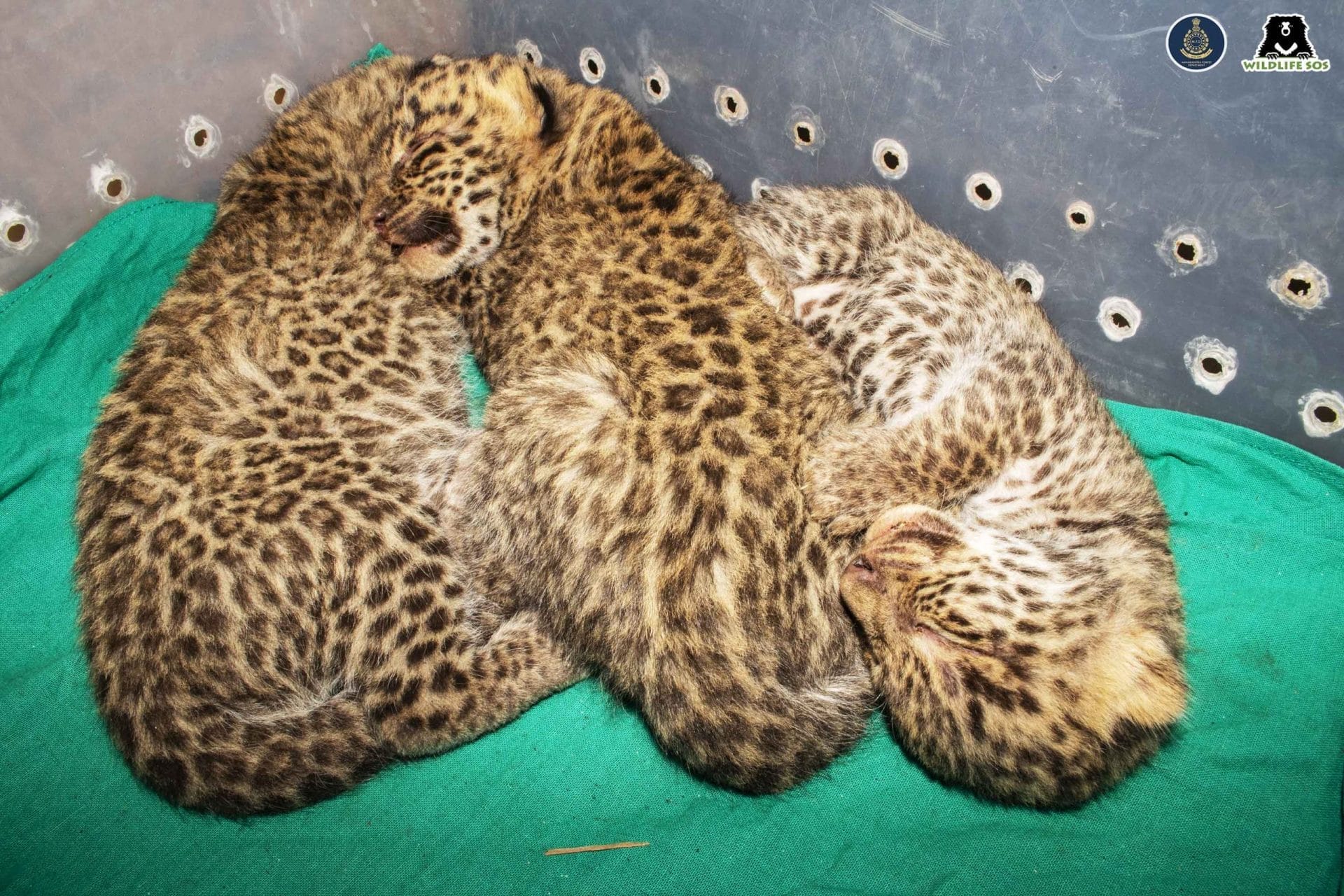 leopard cubs