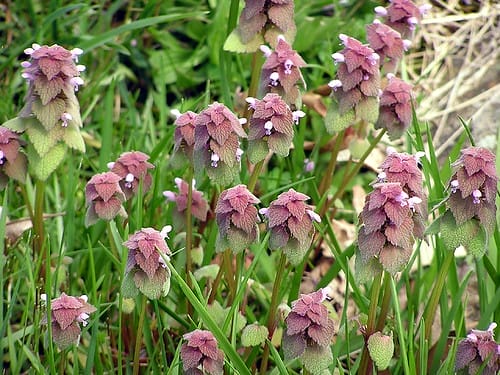 Purple dead nettle
