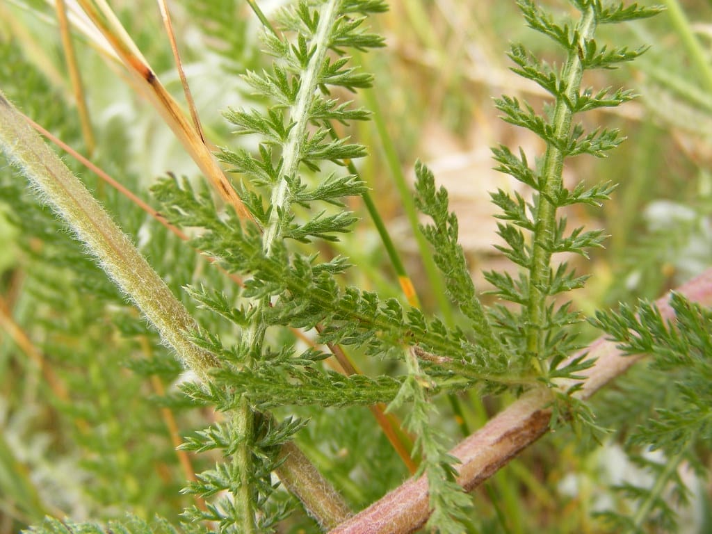 Yarrow