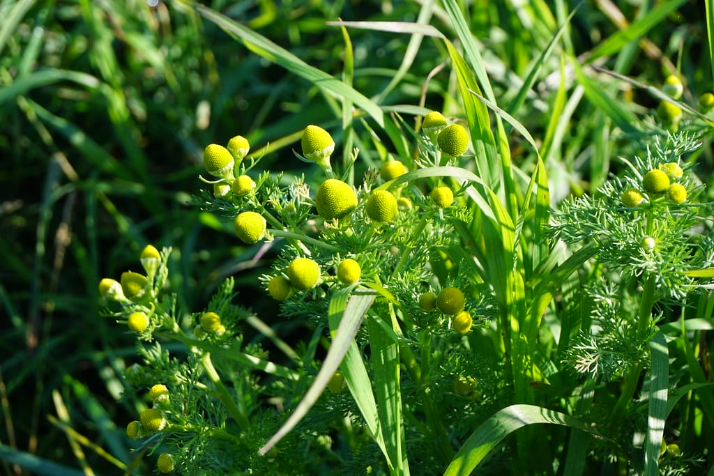 Pineapple weed