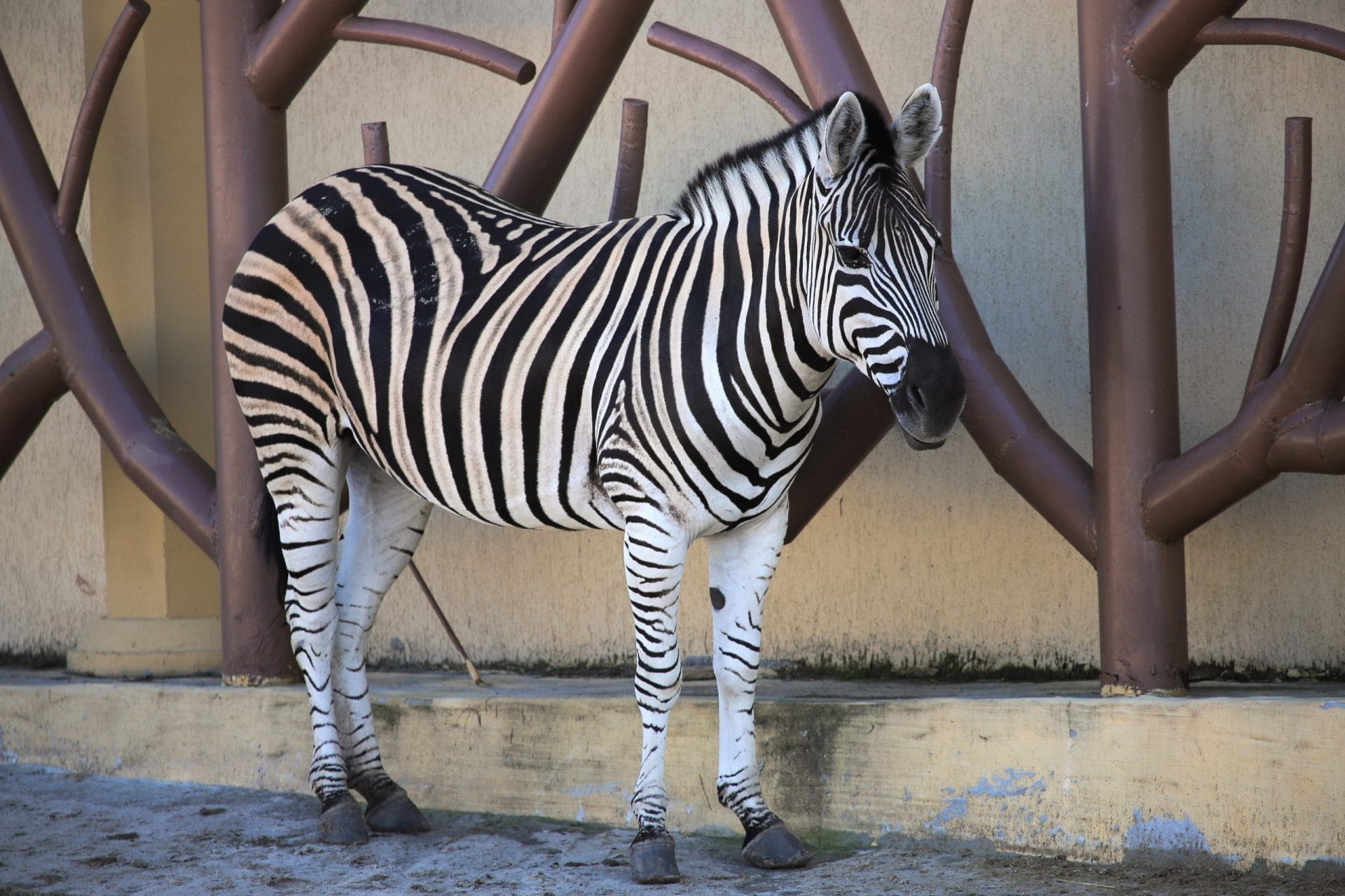 Zebra