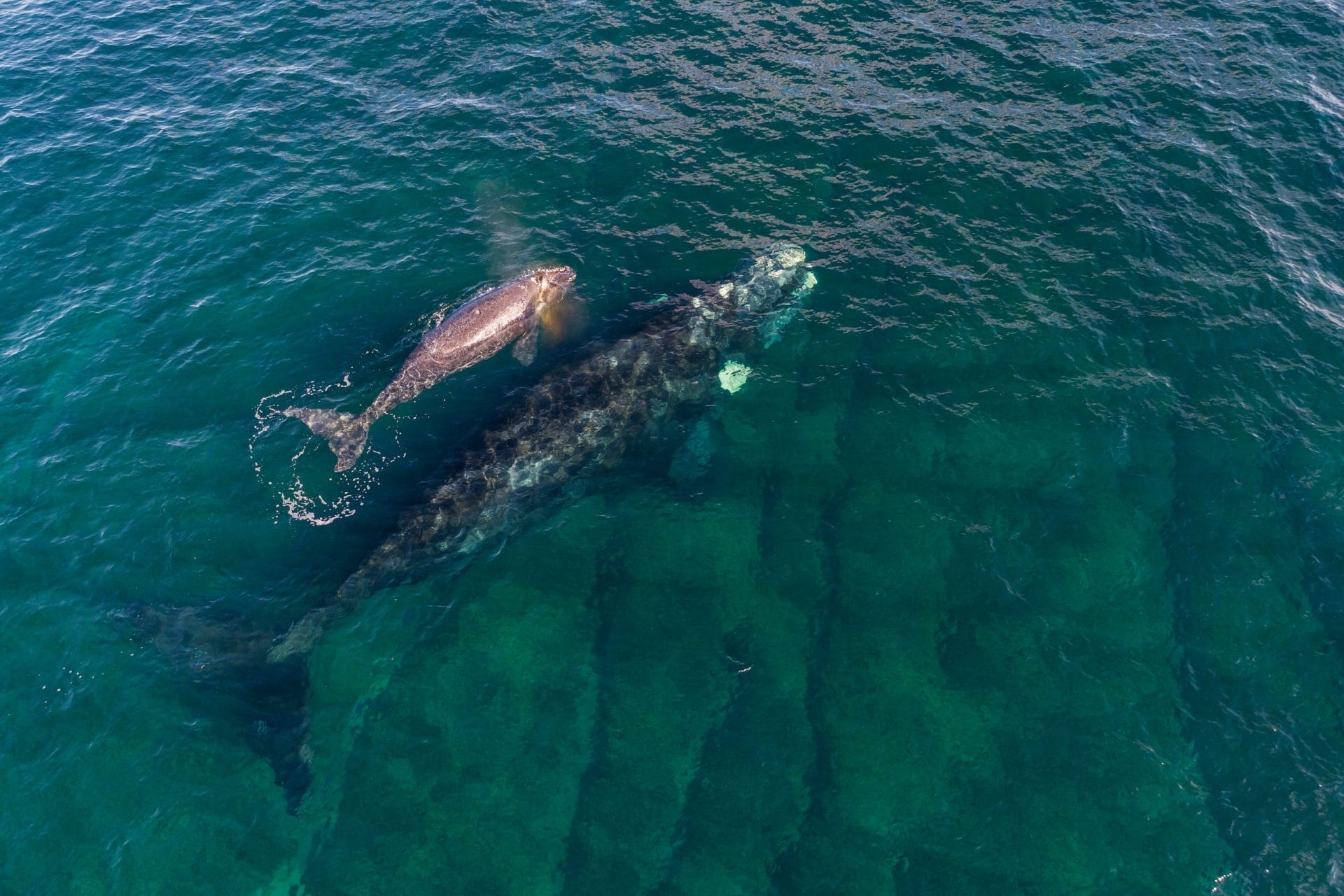 Whale