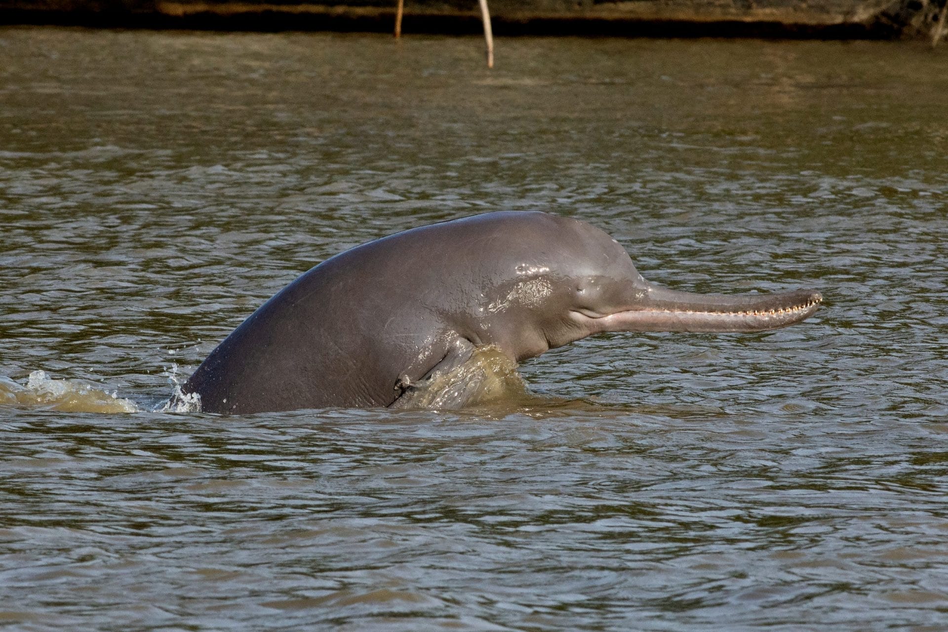 ganges dolphin