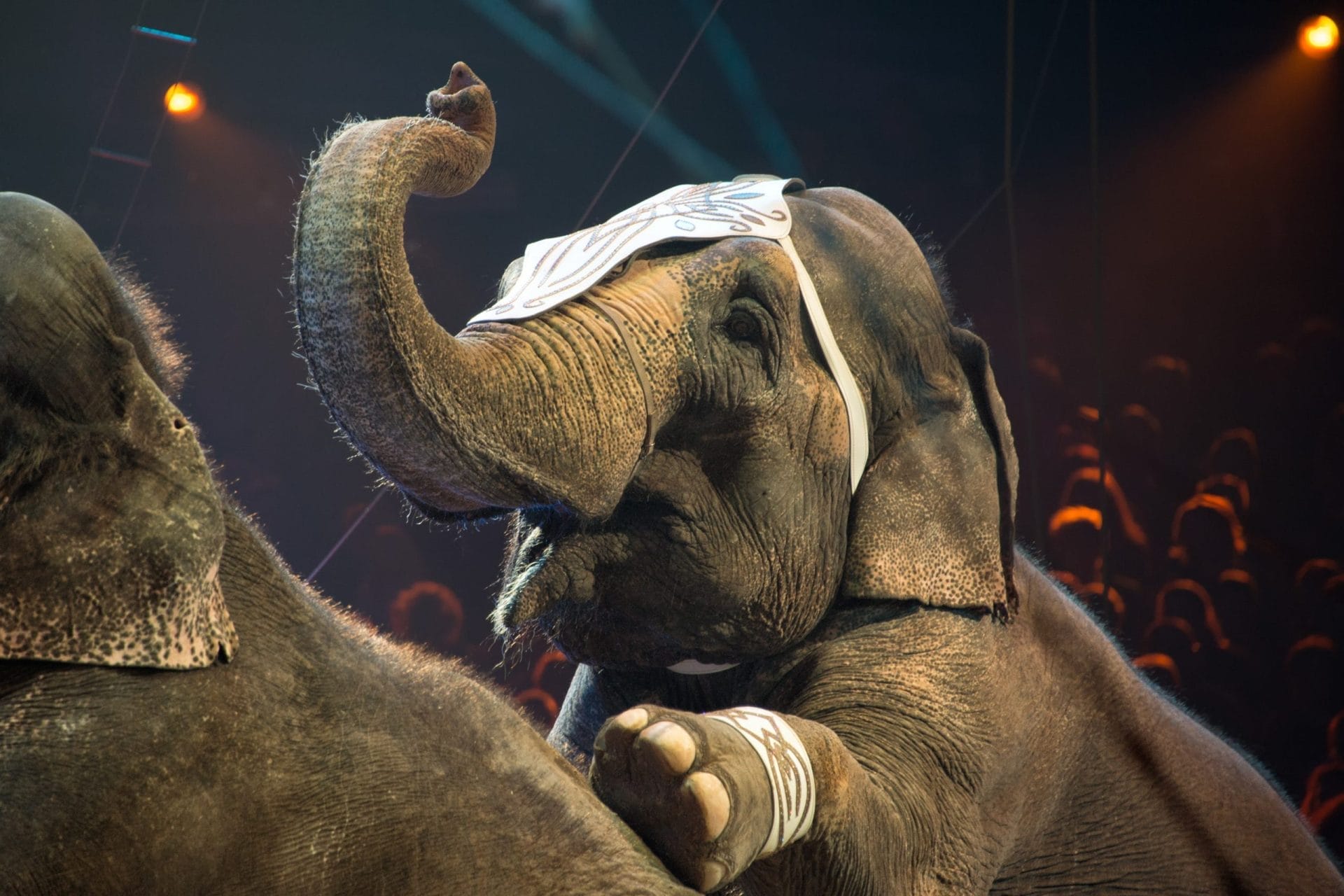 Circus Animal