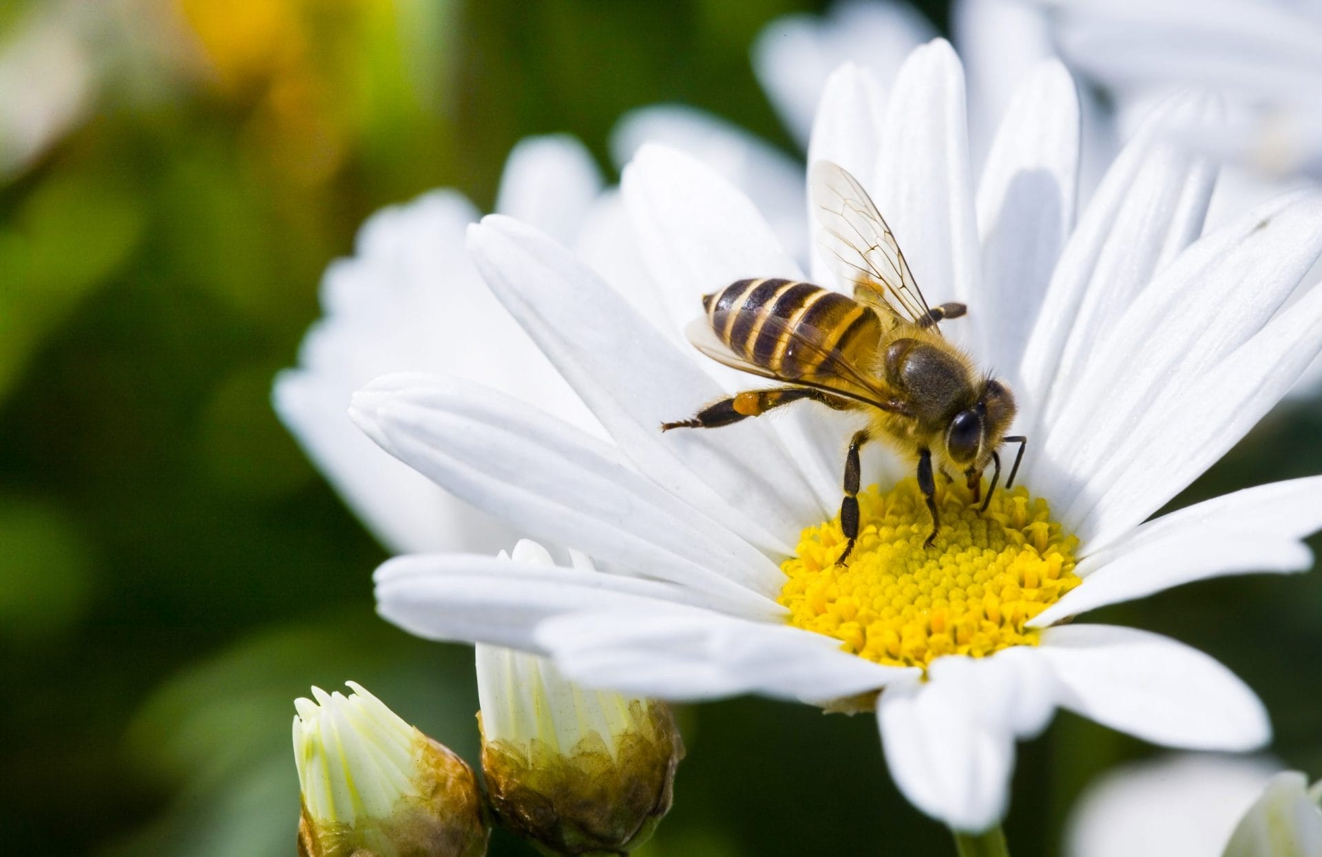 Bees