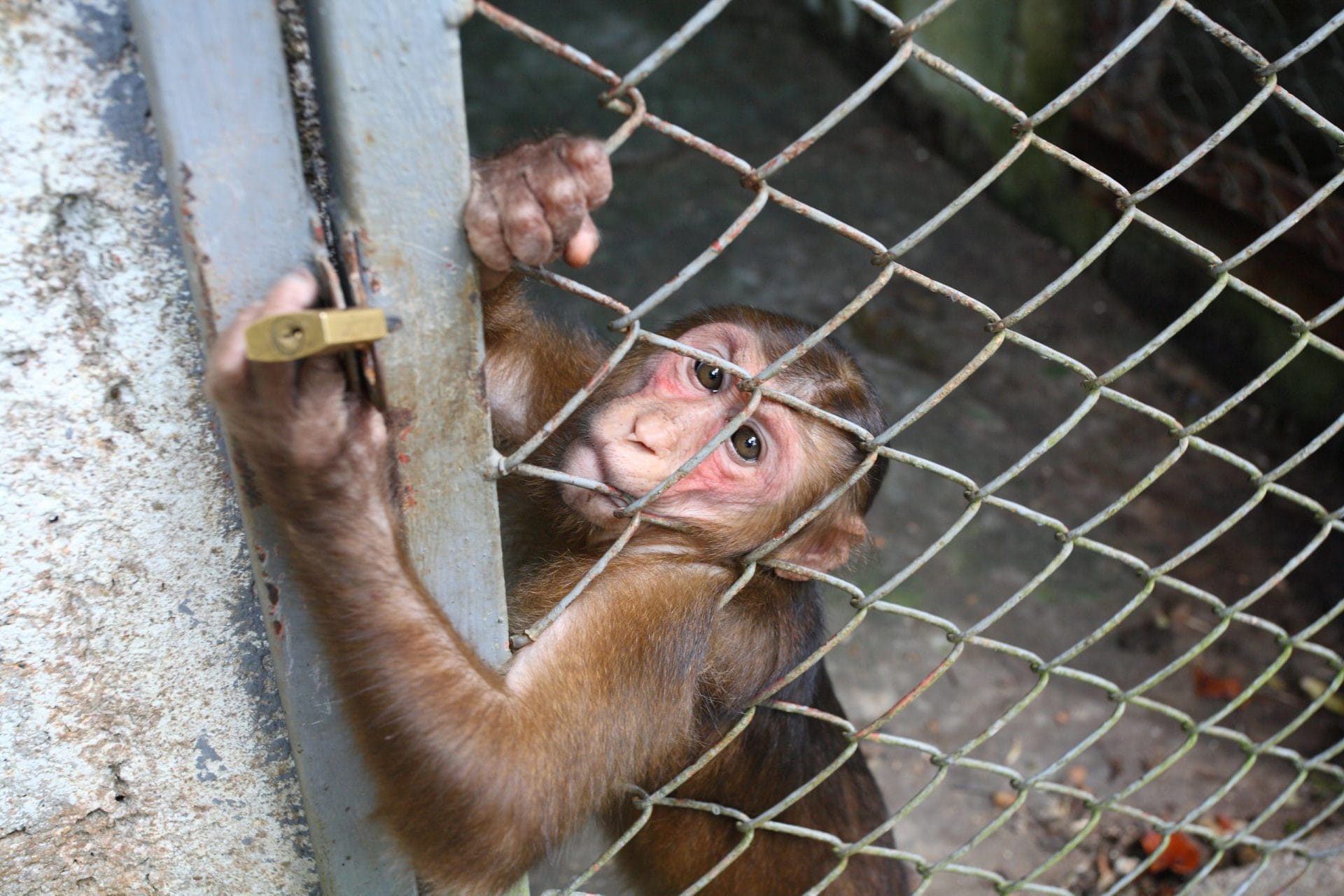 Monkey