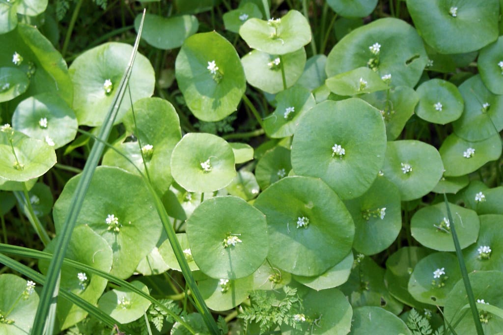 Miner's Lettuce