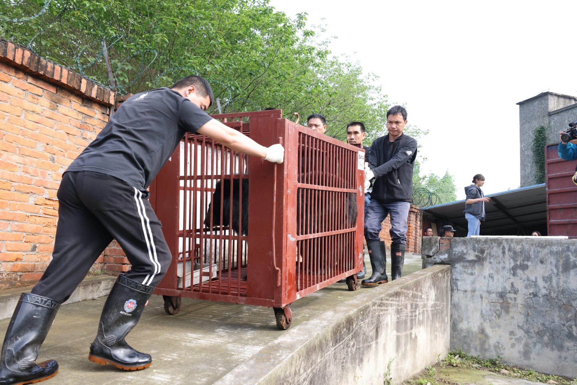 pushing moon bear cage