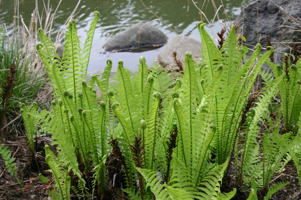 fern