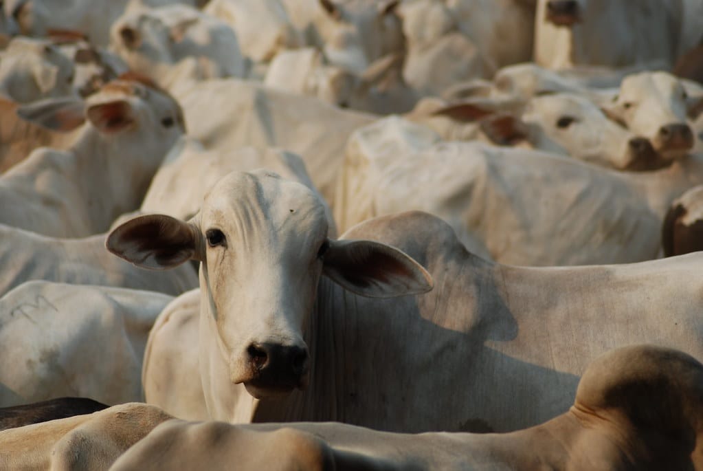 A herd of cows packed tightly together in Brazil