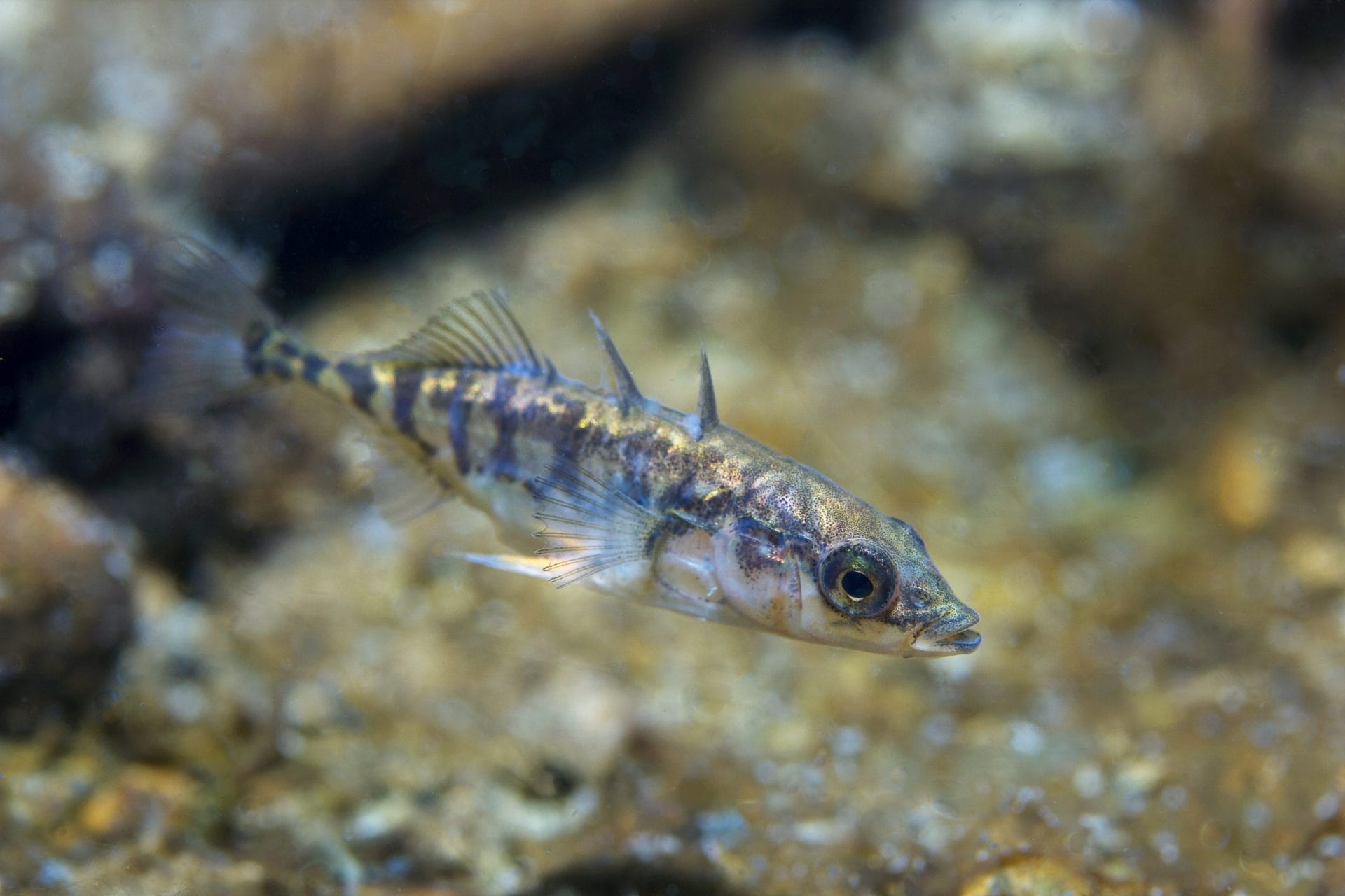 Threespine Stickleback