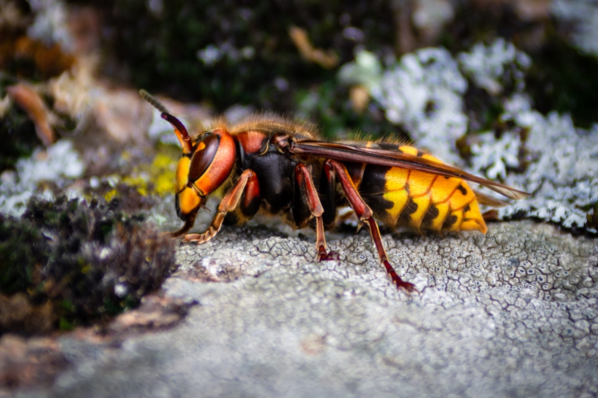 Murder Hornet