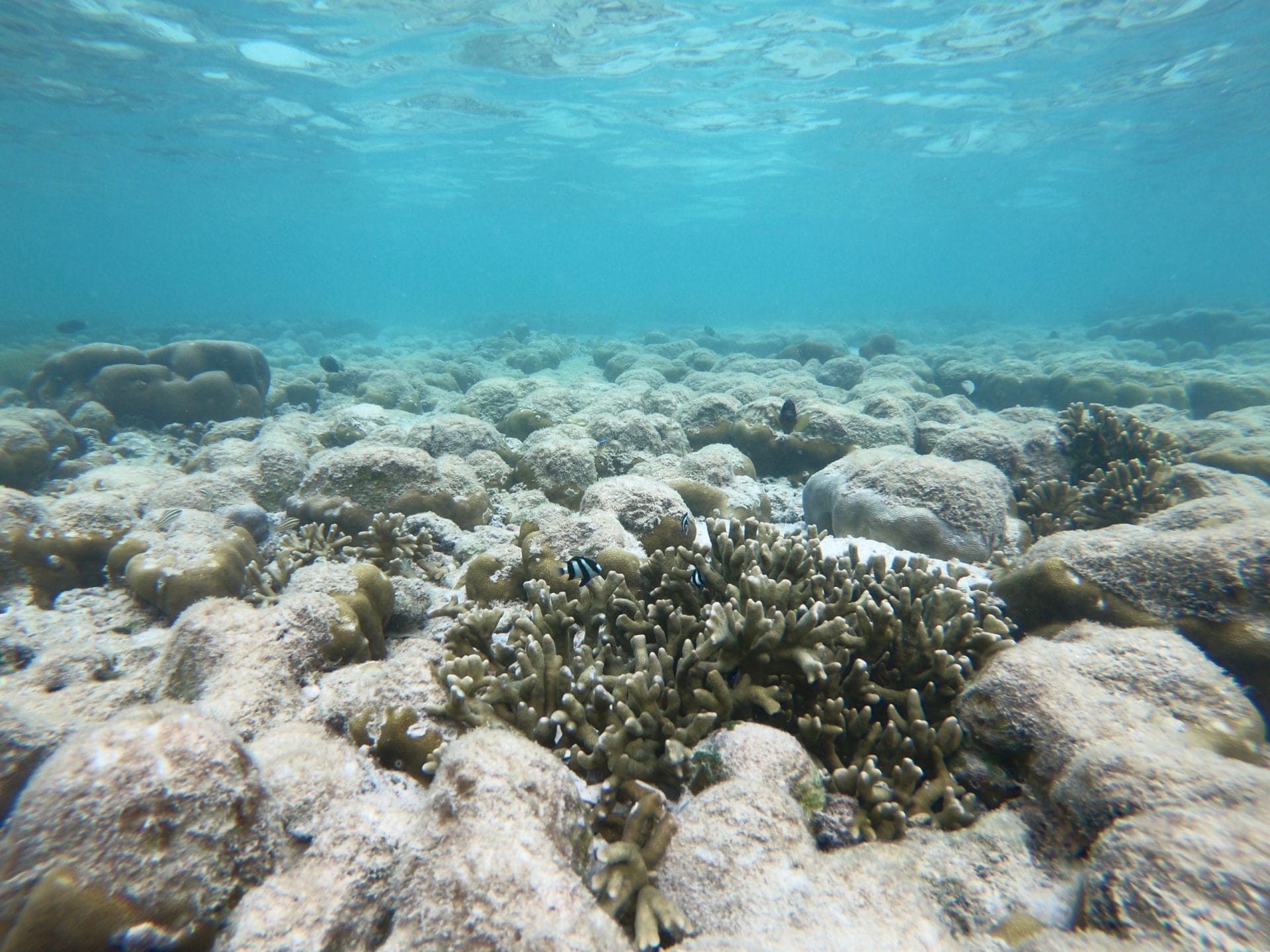 coral bleaching