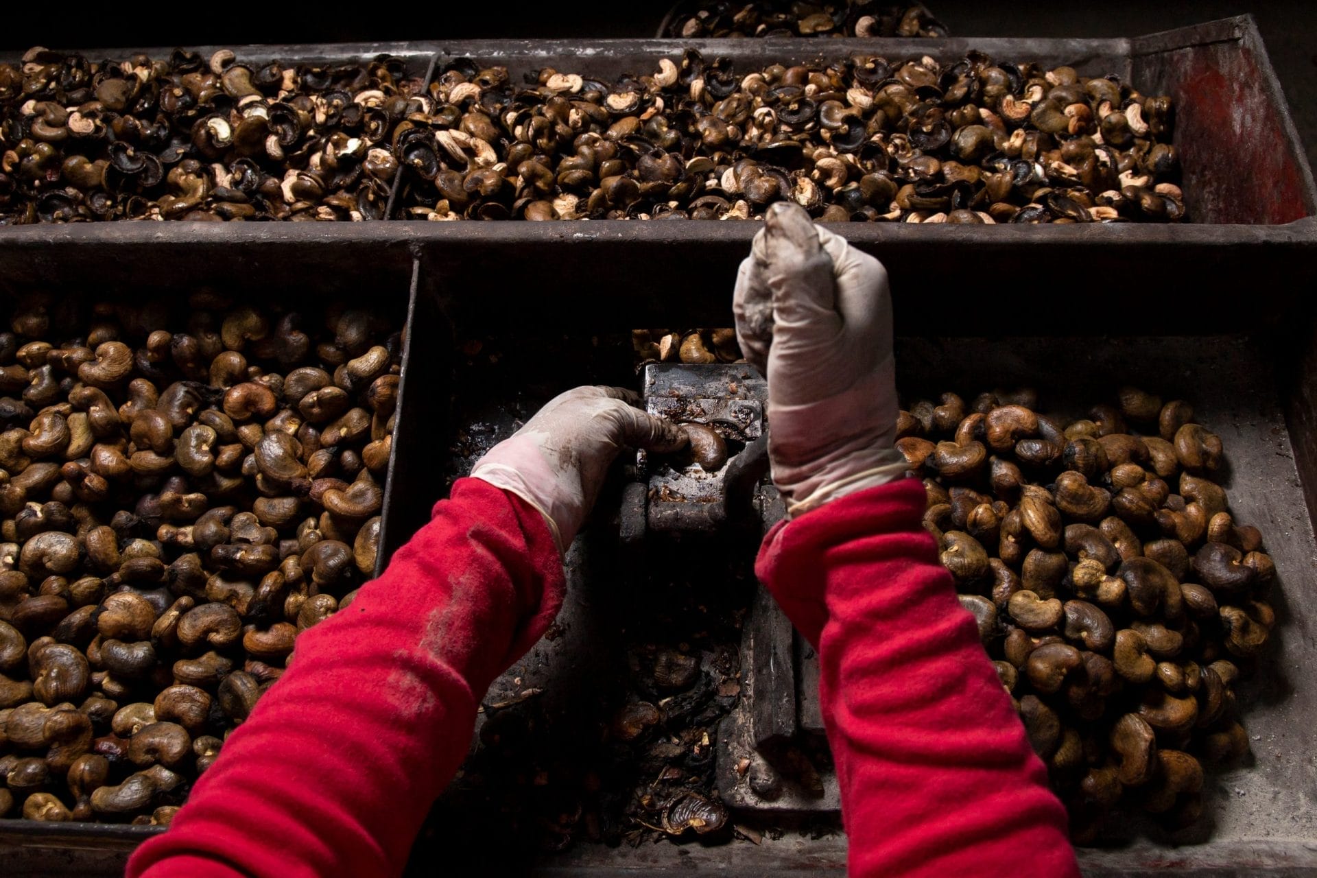 cashew labor