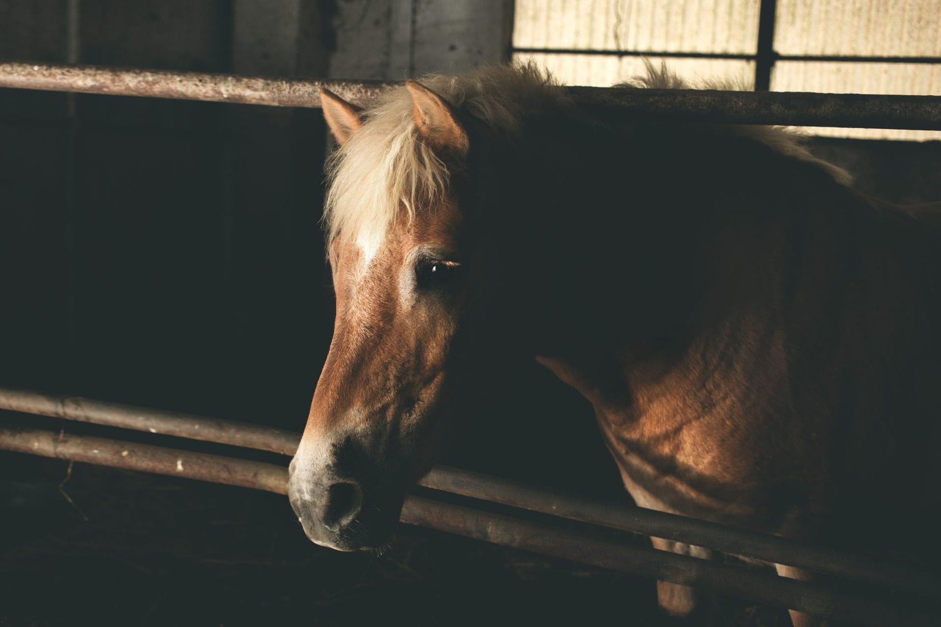 sad horse