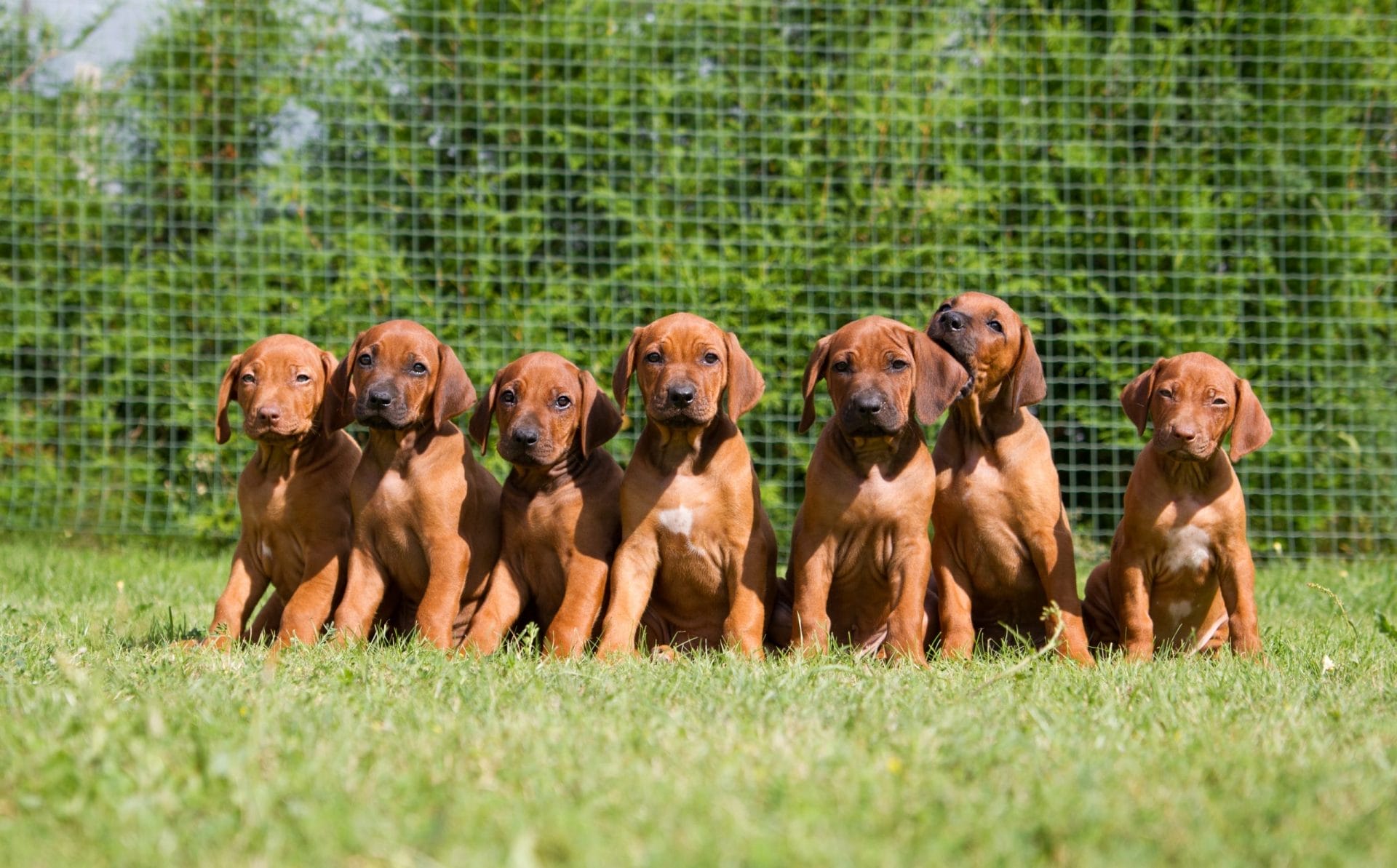 Puppies